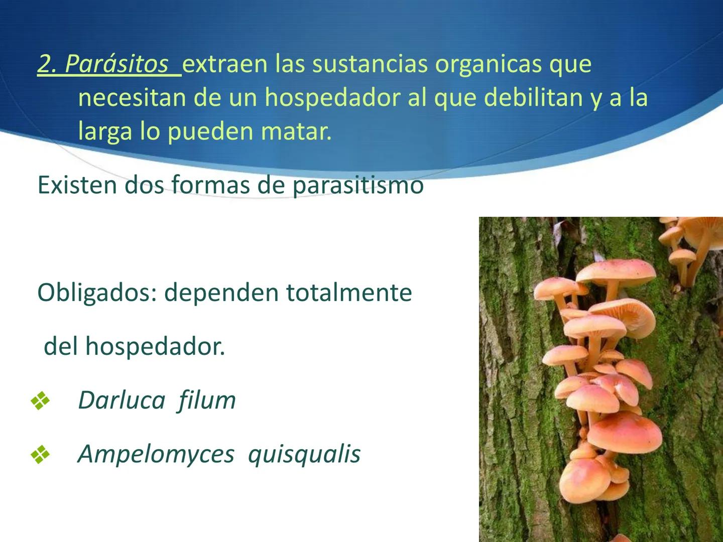 HONGOS
GENERALIDADES DE LOS HONGOS.
MORFOLOGÍA DE LOS HONGOS.
CLASIFICACIÓN DE LOS HONGOS.
NUTRICIÓN Y FISIOLOGÍA DE LOS HONGOS.
REPRODUCCIÓ