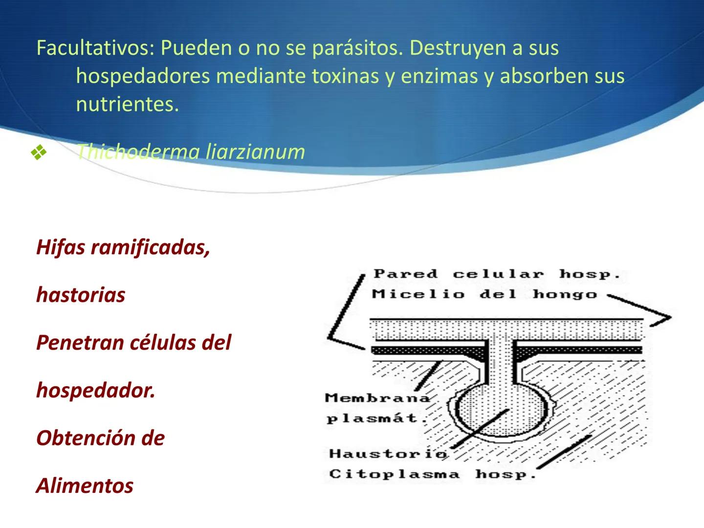 HONGOS
GENERALIDADES DE LOS HONGOS.
MORFOLOGÍA DE LOS HONGOS.
CLASIFICACIÓN DE LOS HONGOS.
NUTRICIÓN Y FISIOLOGÍA DE LOS HONGOS.
REPRODUCCIÓ