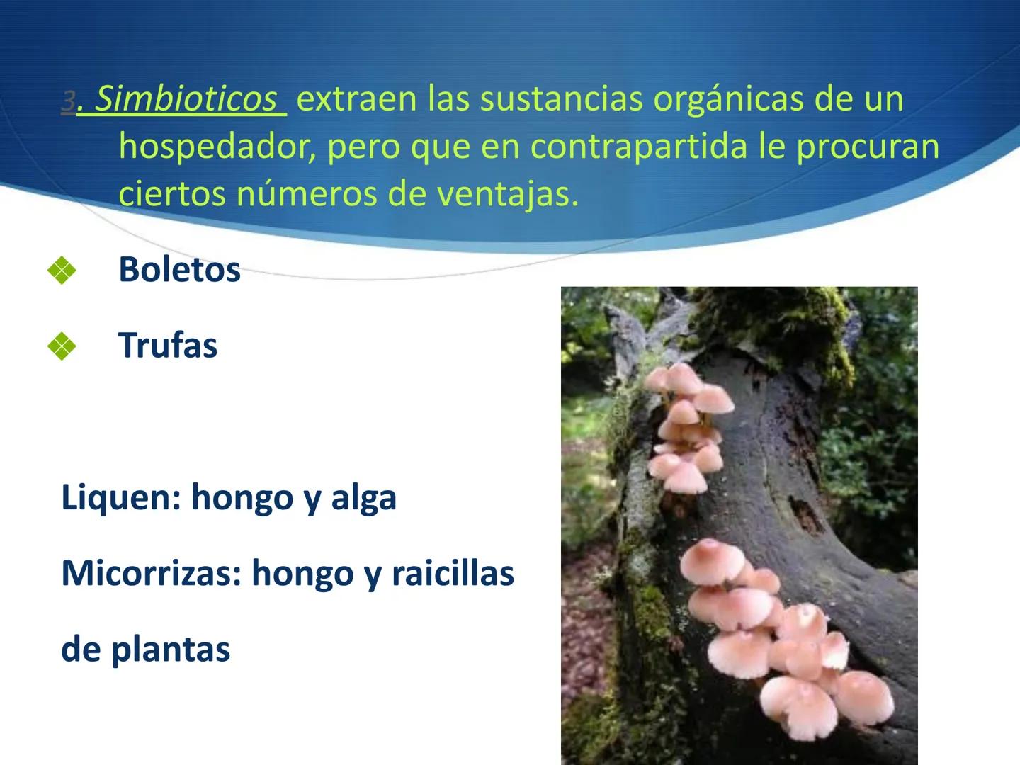 HONGOS
GENERALIDADES DE LOS HONGOS.
MORFOLOGÍA DE LOS HONGOS.
CLASIFICACIÓN DE LOS HONGOS.
NUTRICIÓN Y FISIOLOGÍA DE LOS HONGOS.
REPRODUCCIÓ