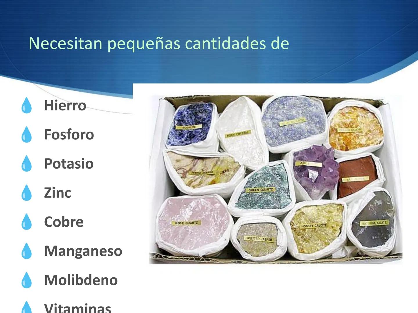 HONGOS
GENERALIDADES DE LOS HONGOS.
MORFOLOGÍA DE LOS HONGOS.
CLASIFICACIÓN DE LOS HONGOS.
NUTRICIÓN Y FISIOLOGÍA DE LOS HONGOS.
REPRODUCCIÓ