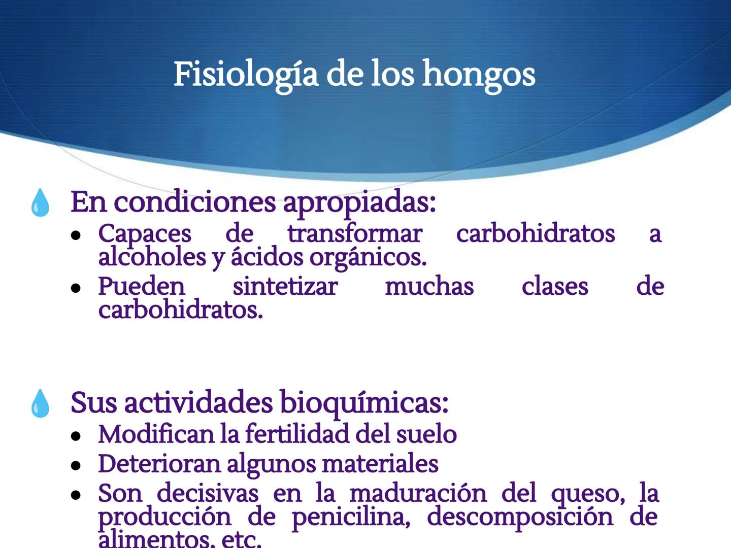 HONGOS
GENERALIDADES DE LOS HONGOS.
MORFOLOGÍA DE LOS HONGOS.
CLASIFICACIÓN DE LOS HONGOS.
NUTRICIÓN Y FISIOLOGÍA DE LOS HONGOS.
REPRODUCCIÓ