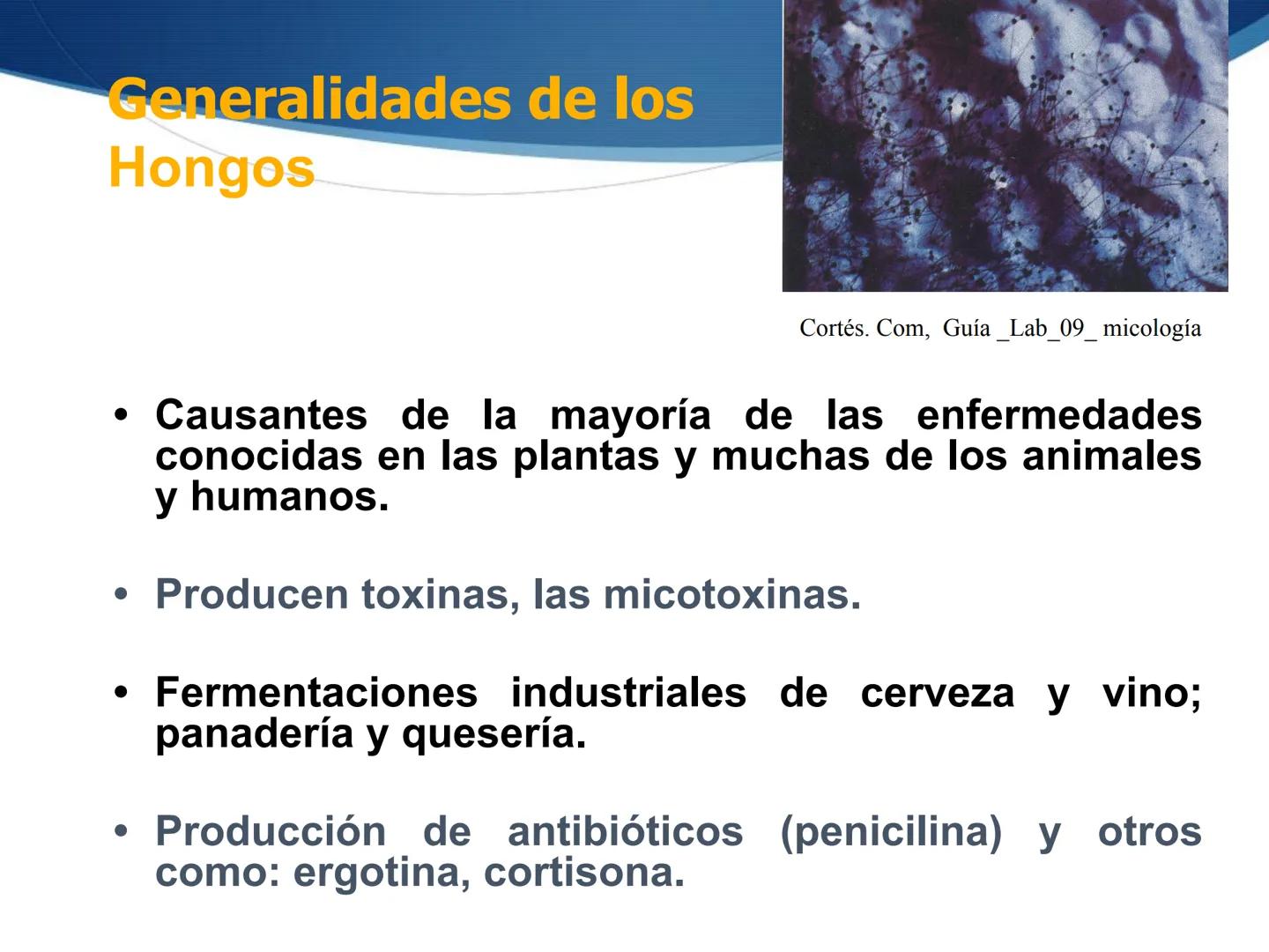 HONGOS
GENERALIDADES DE LOS HONGOS.
MORFOLOGÍA DE LOS HONGOS.
CLASIFICACIÓN DE LOS HONGOS.
NUTRICIÓN Y FISIOLOGÍA DE LOS HONGOS.
REPRODUCCIÓ
