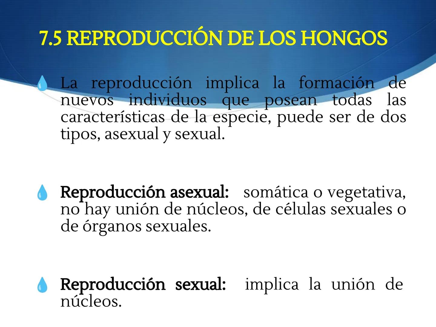 HONGOS
GENERALIDADES DE LOS HONGOS.
MORFOLOGÍA DE LOS HONGOS.
CLASIFICACIÓN DE LOS HONGOS.
NUTRICIÓN Y FISIOLOGÍA DE LOS HONGOS.
REPRODUCCIÓ