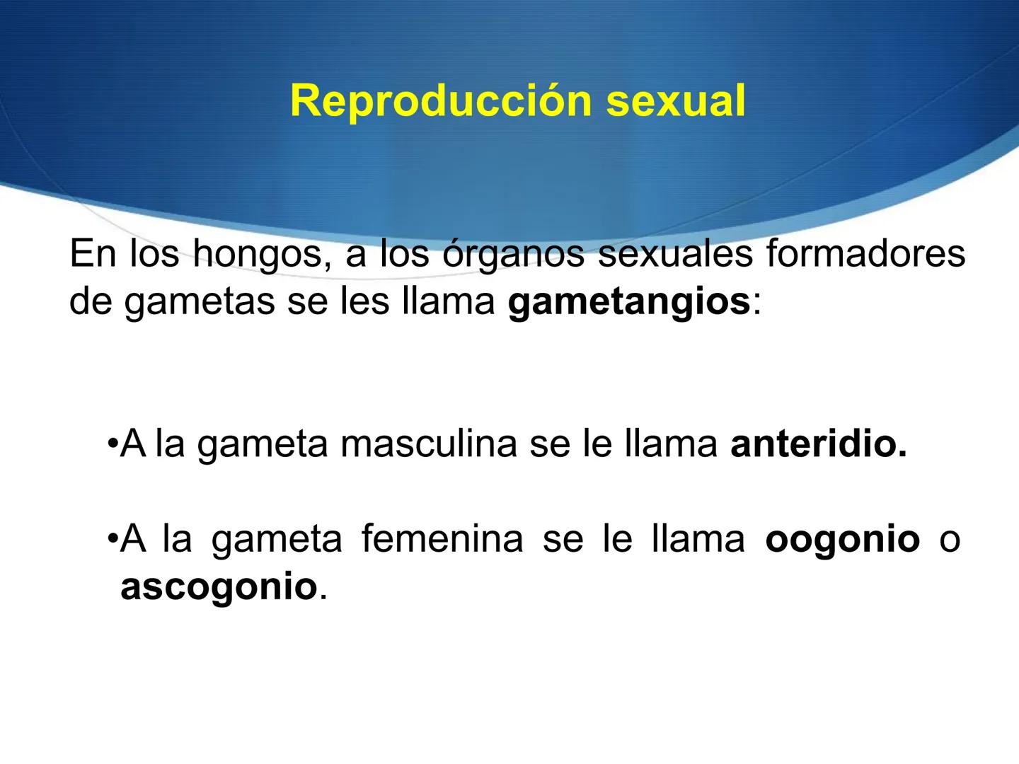 HONGOS
GENERALIDADES DE LOS HONGOS.
MORFOLOGÍA DE LOS HONGOS.
CLASIFICACIÓN DE LOS HONGOS.
NUTRICIÓN Y FISIOLOGÍA DE LOS HONGOS.
REPRODUCCIÓ