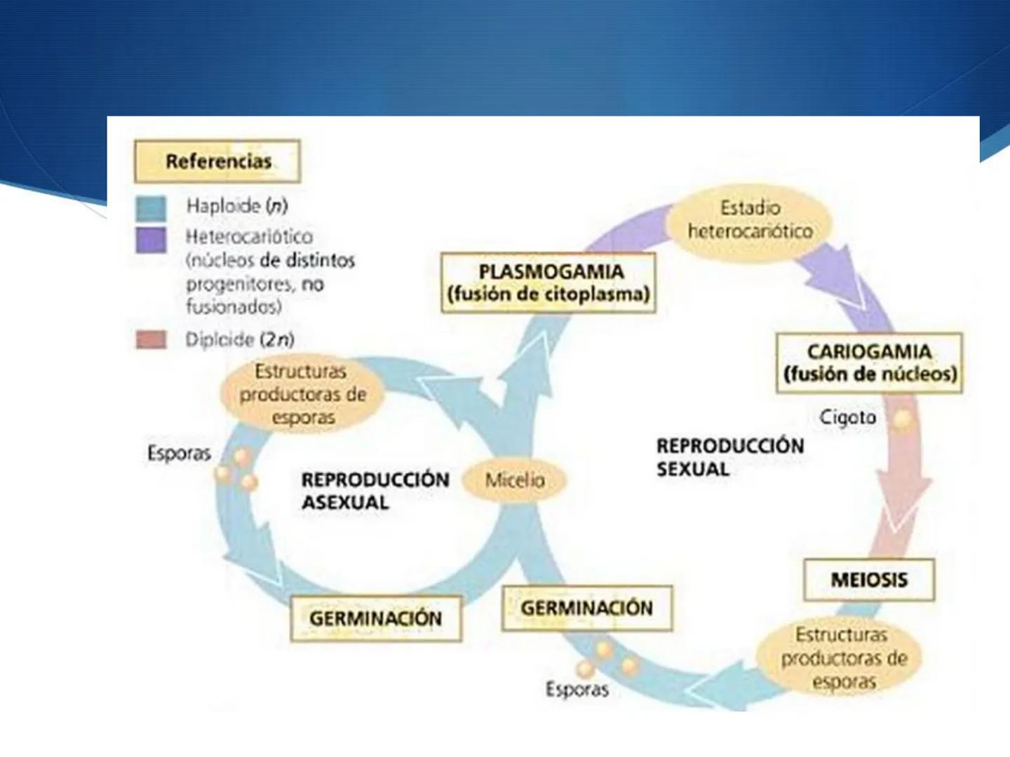 HONGOS
GENERALIDADES DE LOS HONGOS.
MORFOLOGÍA DE LOS HONGOS.
CLASIFICACIÓN DE LOS HONGOS.
NUTRICIÓN Y FISIOLOGÍA DE LOS HONGOS.
REPRODUCCIÓ