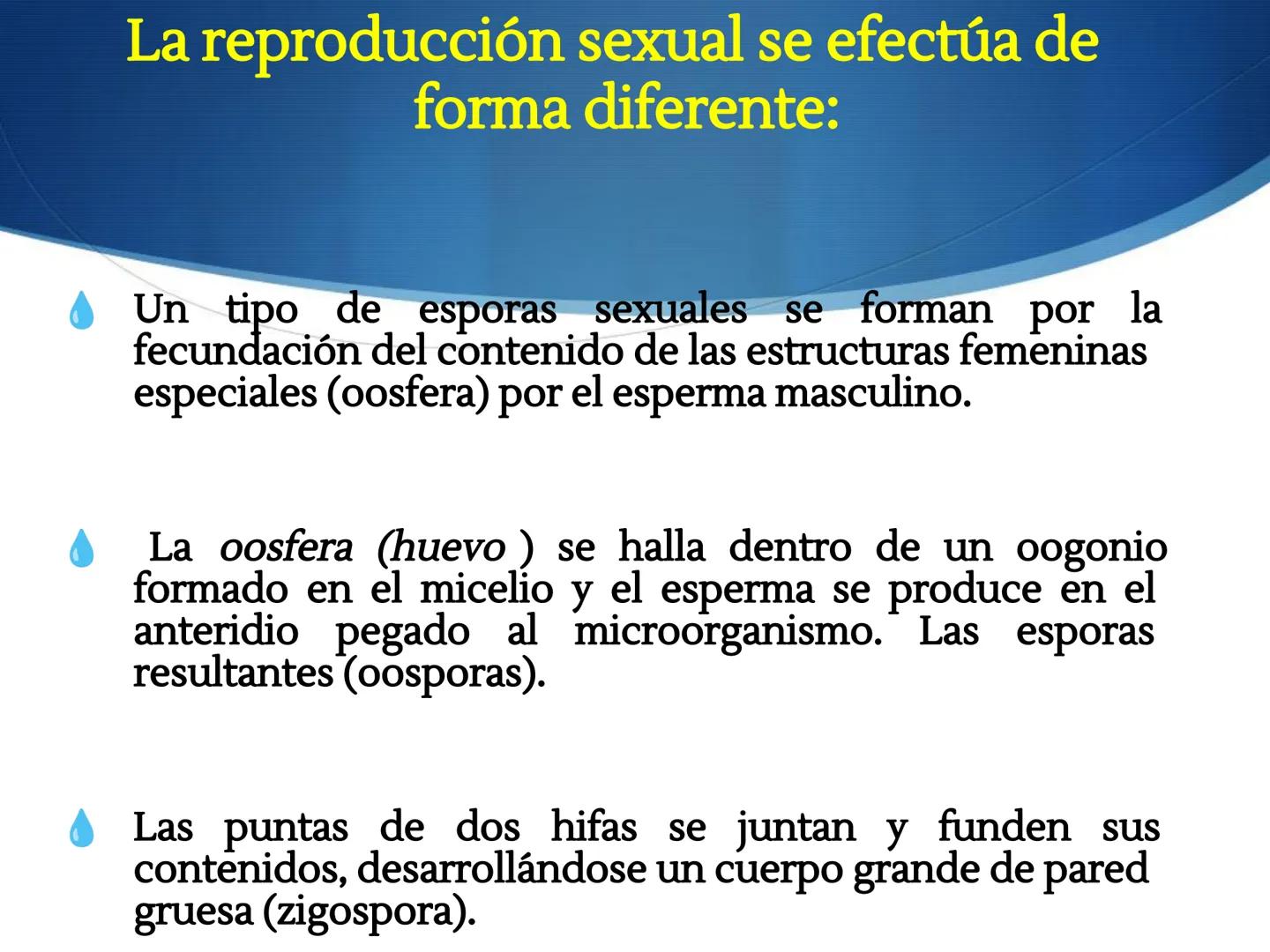 HONGOS
GENERALIDADES DE LOS HONGOS.
MORFOLOGÍA DE LOS HONGOS.
CLASIFICACIÓN DE LOS HONGOS.
NUTRICIÓN Y FISIOLOGÍA DE LOS HONGOS.
REPRODUCCIÓ