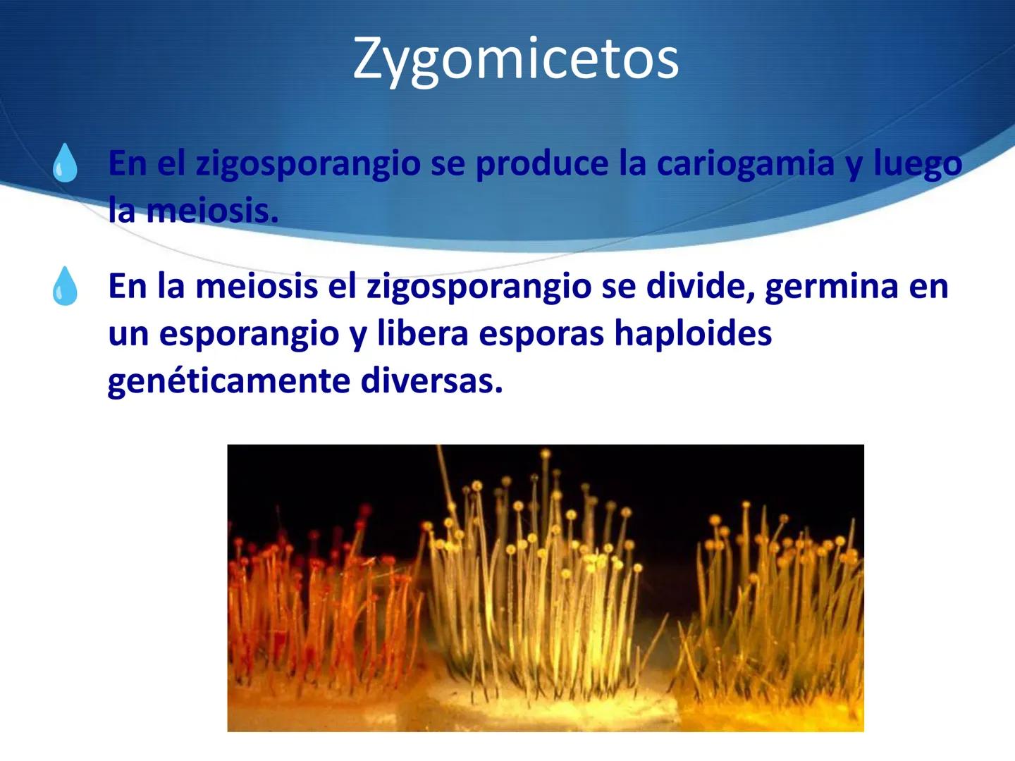 HONGOS
GENERALIDADES DE LOS HONGOS.
MORFOLOGÍA DE LOS HONGOS.
CLASIFICACIÓN DE LOS HONGOS.
NUTRICIÓN Y FISIOLOGÍA DE LOS HONGOS.
REPRODUCCIÓ