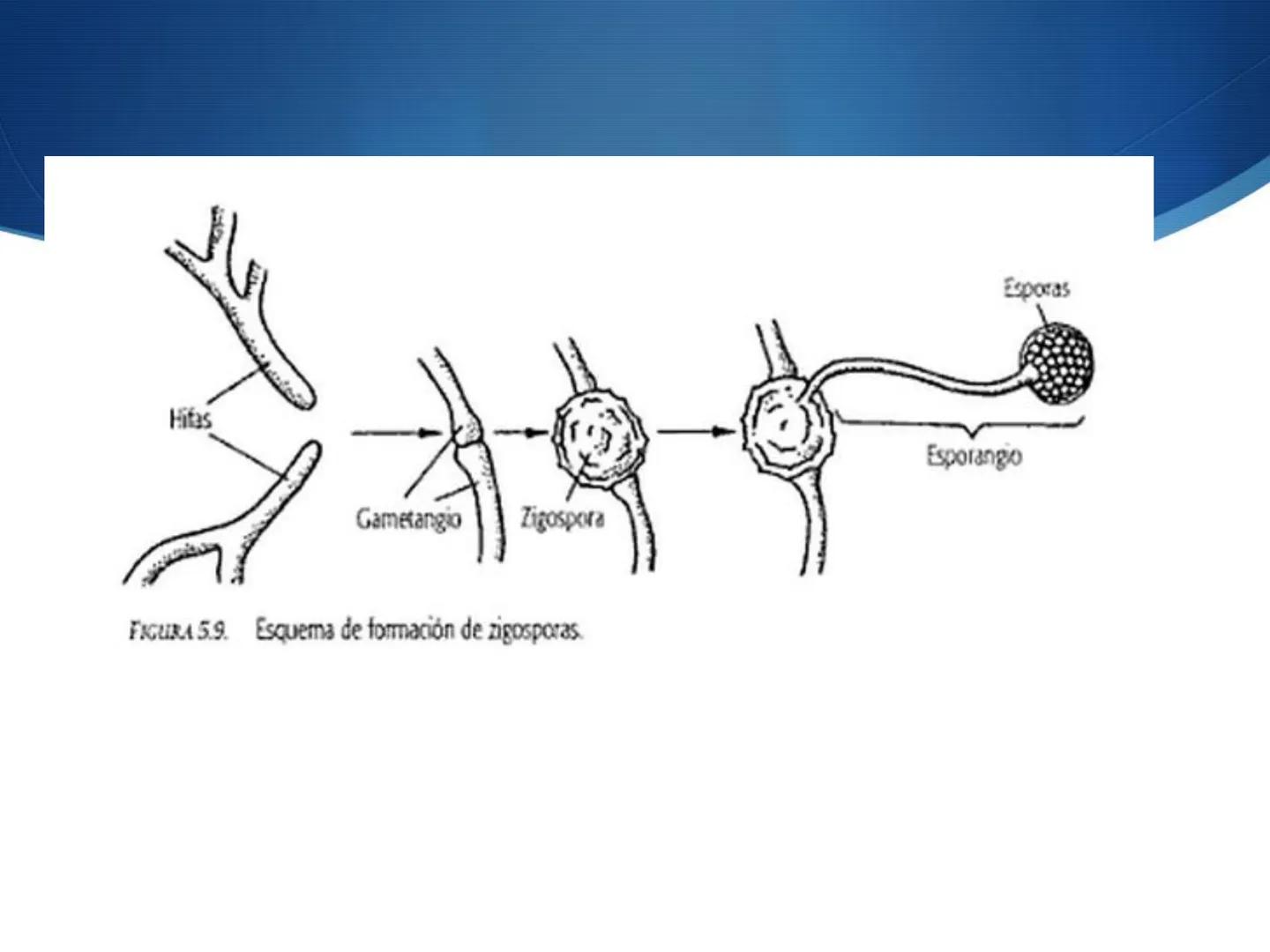 HONGOS
GENERALIDADES DE LOS HONGOS.
MORFOLOGÍA DE LOS HONGOS.
CLASIFICACIÓN DE LOS HONGOS.
NUTRICIÓN Y FISIOLOGÍA DE LOS HONGOS.
REPRODUCCIÓ