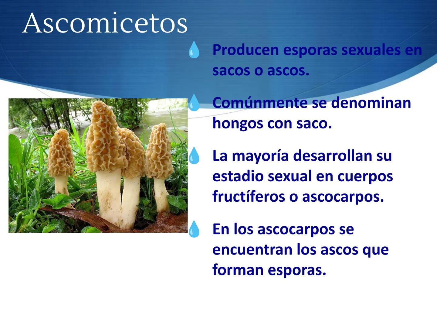 HONGOS
GENERALIDADES DE LOS HONGOS.
MORFOLOGÍA DE LOS HONGOS.
CLASIFICACIÓN DE LOS HONGOS.
NUTRICIÓN Y FISIOLOGÍA DE LOS HONGOS.
REPRODUCCIÓ