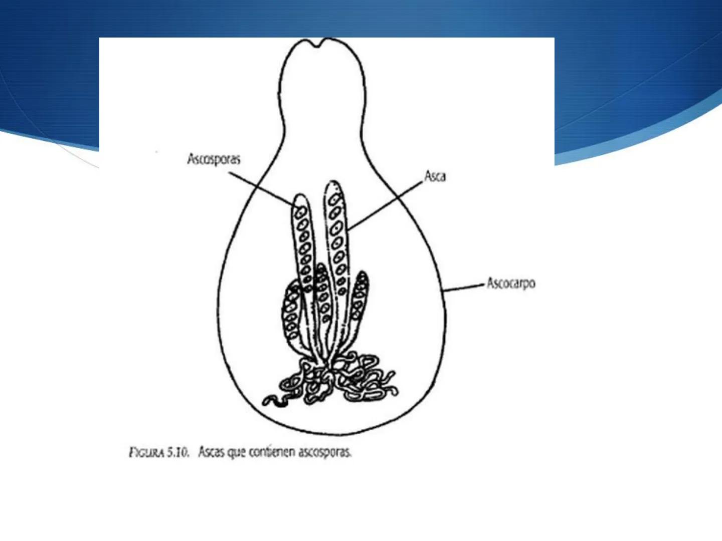 HONGOS
GENERALIDADES DE LOS HONGOS.
MORFOLOGÍA DE LOS HONGOS.
CLASIFICACIÓN DE LOS HONGOS.
NUTRICIÓN Y FISIOLOGÍA DE LOS HONGOS.
REPRODUCCIÓ