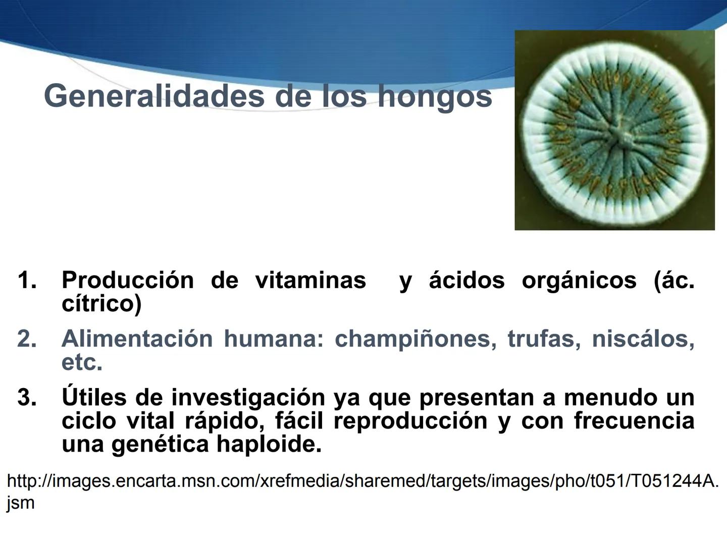 HONGOS
GENERALIDADES DE LOS HONGOS.
MORFOLOGÍA DE LOS HONGOS.
CLASIFICACIÓN DE LOS HONGOS.
NUTRICIÓN Y FISIOLOGÍA DE LOS HONGOS.
REPRODUCCIÓ