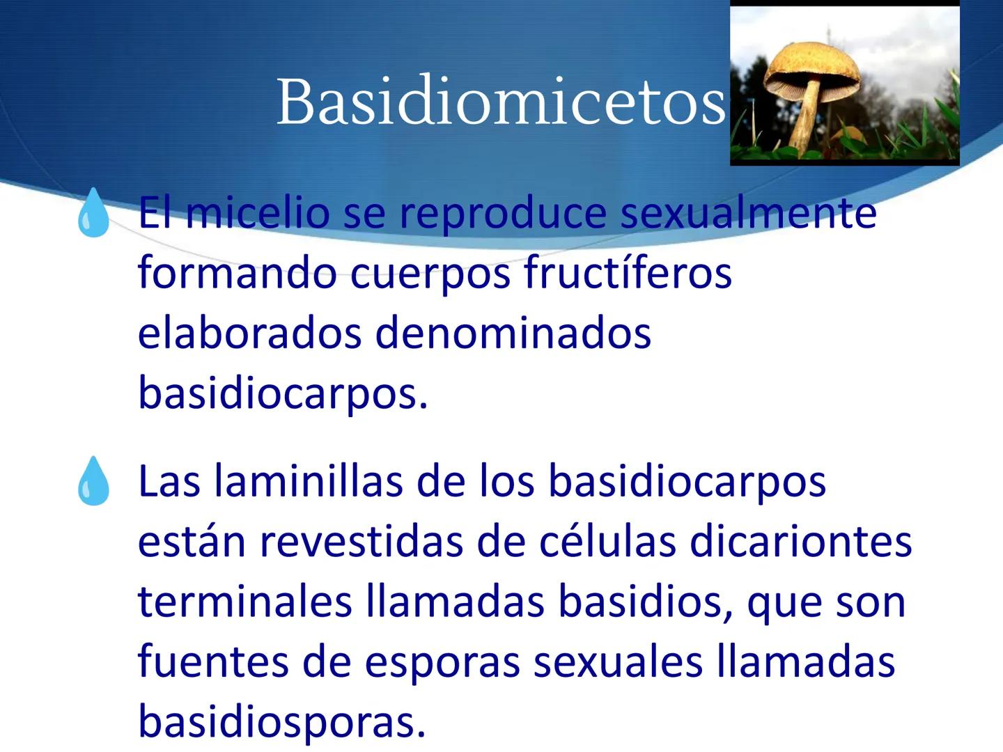 HONGOS
GENERALIDADES DE LOS HONGOS.
MORFOLOGÍA DE LOS HONGOS.
CLASIFICACIÓN DE LOS HONGOS.
NUTRICIÓN Y FISIOLOGÍA DE LOS HONGOS.
REPRODUCCIÓ