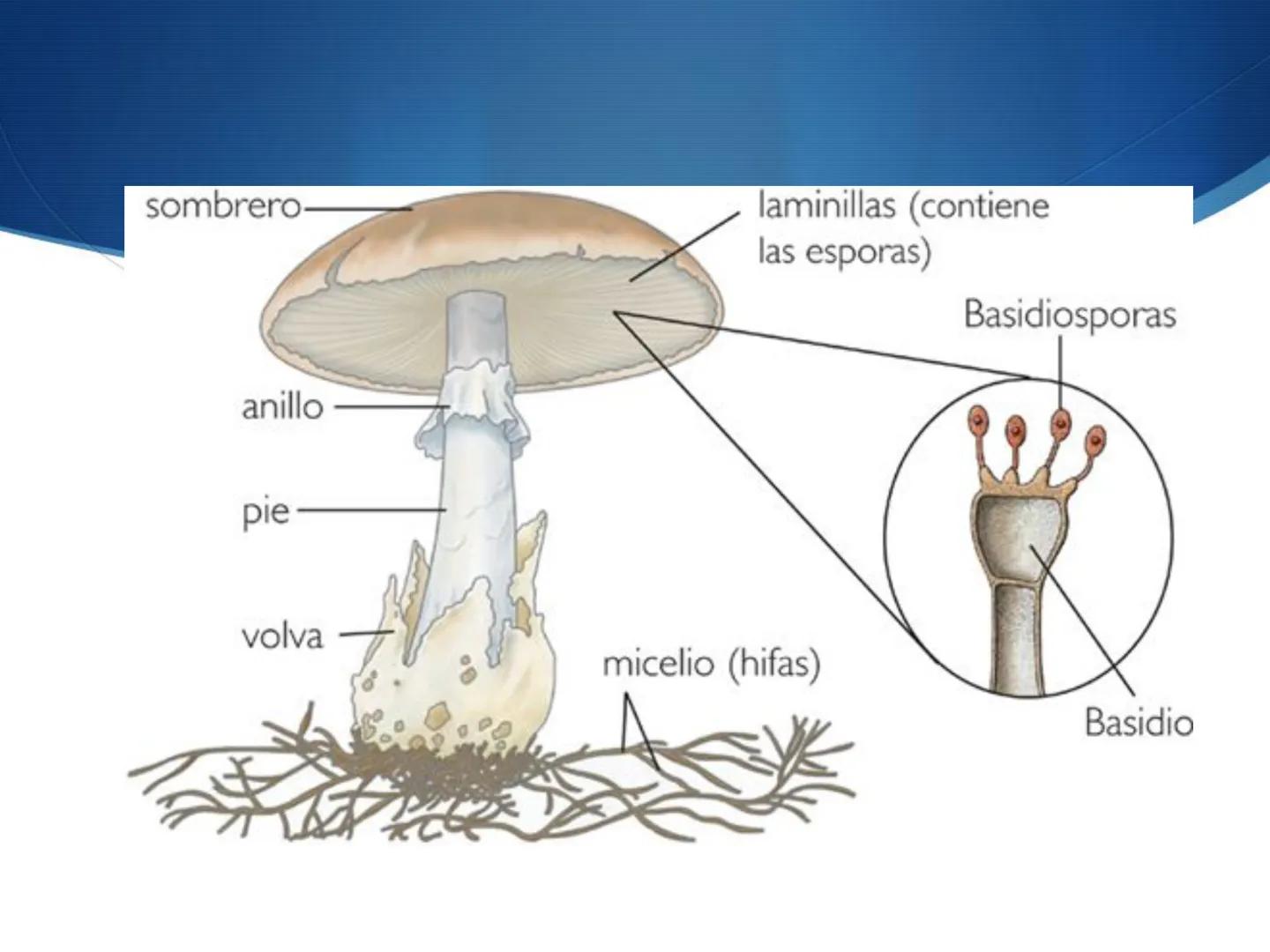 HONGOS
GENERALIDADES DE LOS HONGOS.
MORFOLOGÍA DE LOS HONGOS.
CLASIFICACIÓN DE LOS HONGOS.
NUTRICIÓN Y FISIOLOGÍA DE LOS HONGOS.
REPRODUCCIÓ