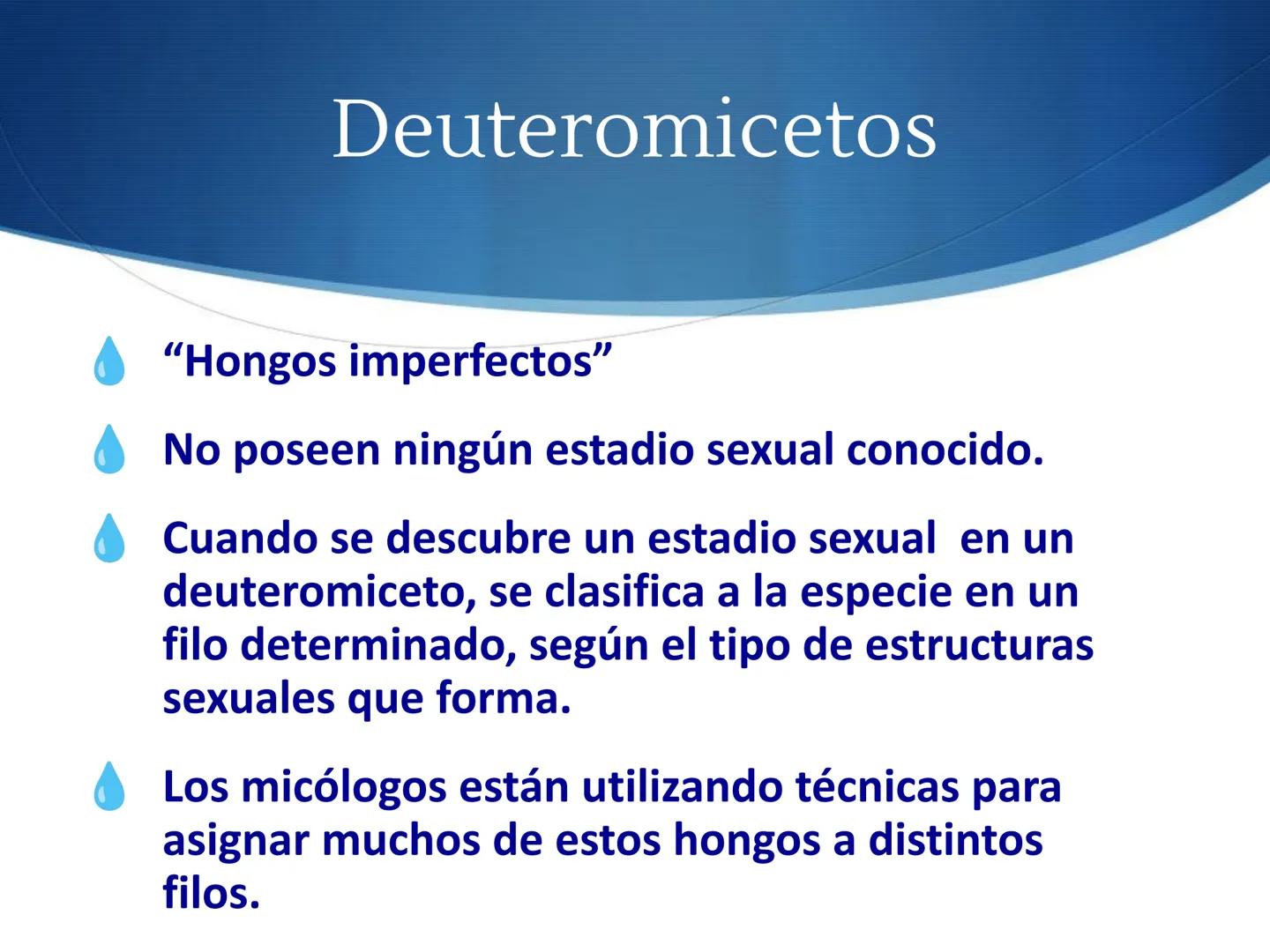 HONGOS
GENERALIDADES DE LOS HONGOS.
MORFOLOGÍA DE LOS HONGOS.
CLASIFICACIÓN DE LOS HONGOS.
NUTRICIÓN Y FISIOLOGÍA DE LOS HONGOS.
REPRODUCCIÓ