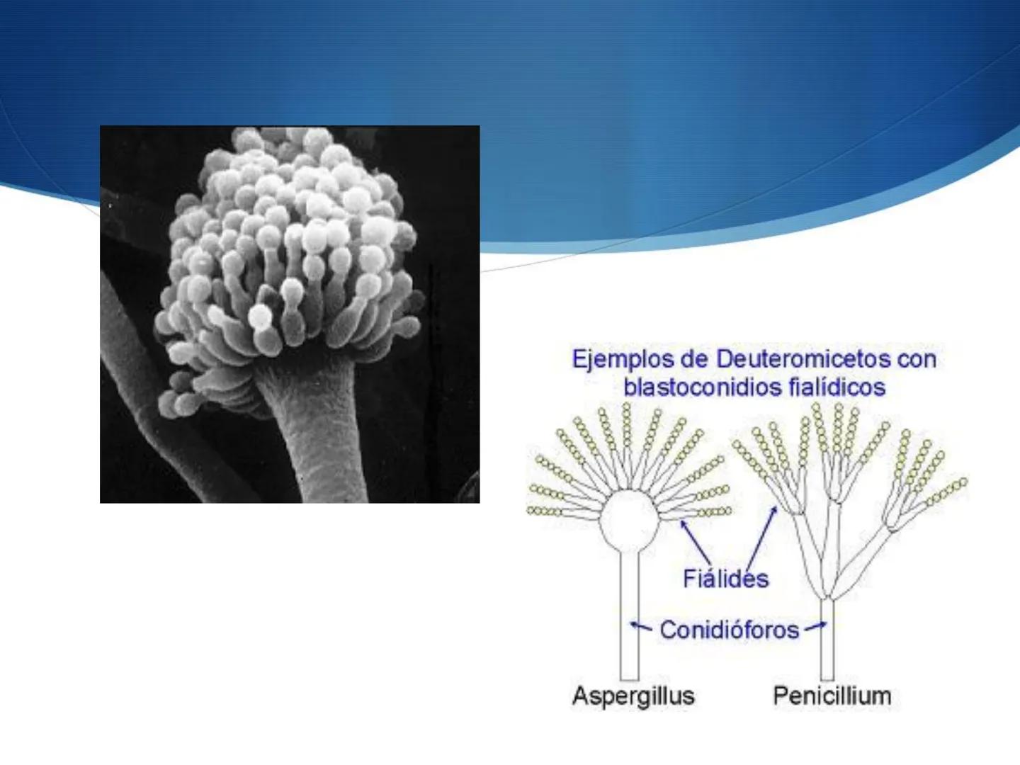 HONGOS
GENERALIDADES DE LOS HONGOS.
MORFOLOGÍA DE LOS HONGOS.
CLASIFICACIÓN DE LOS HONGOS.
NUTRICIÓN Y FISIOLOGÍA DE LOS HONGOS.
REPRODUCCIÓ