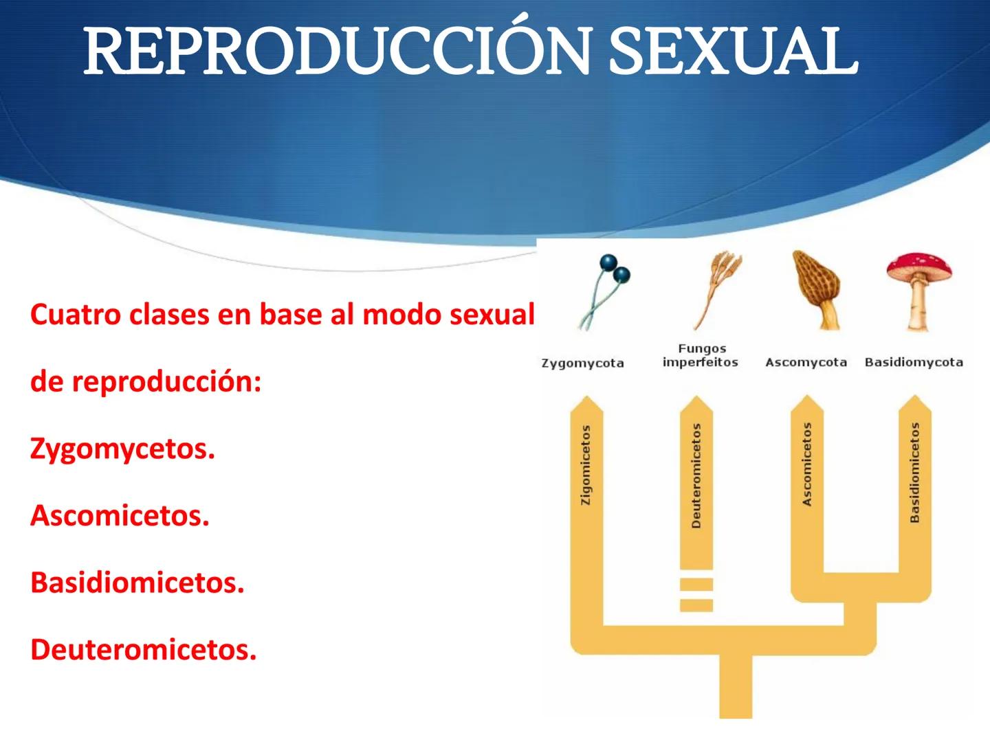 HONGOS
GENERALIDADES DE LOS HONGOS.
MORFOLOGÍA DE LOS HONGOS.
CLASIFICACIÓN DE LOS HONGOS.
NUTRICIÓN Y FISIOLOGÍA DE LOS HONGOS.
REPRODUCCIÓ
