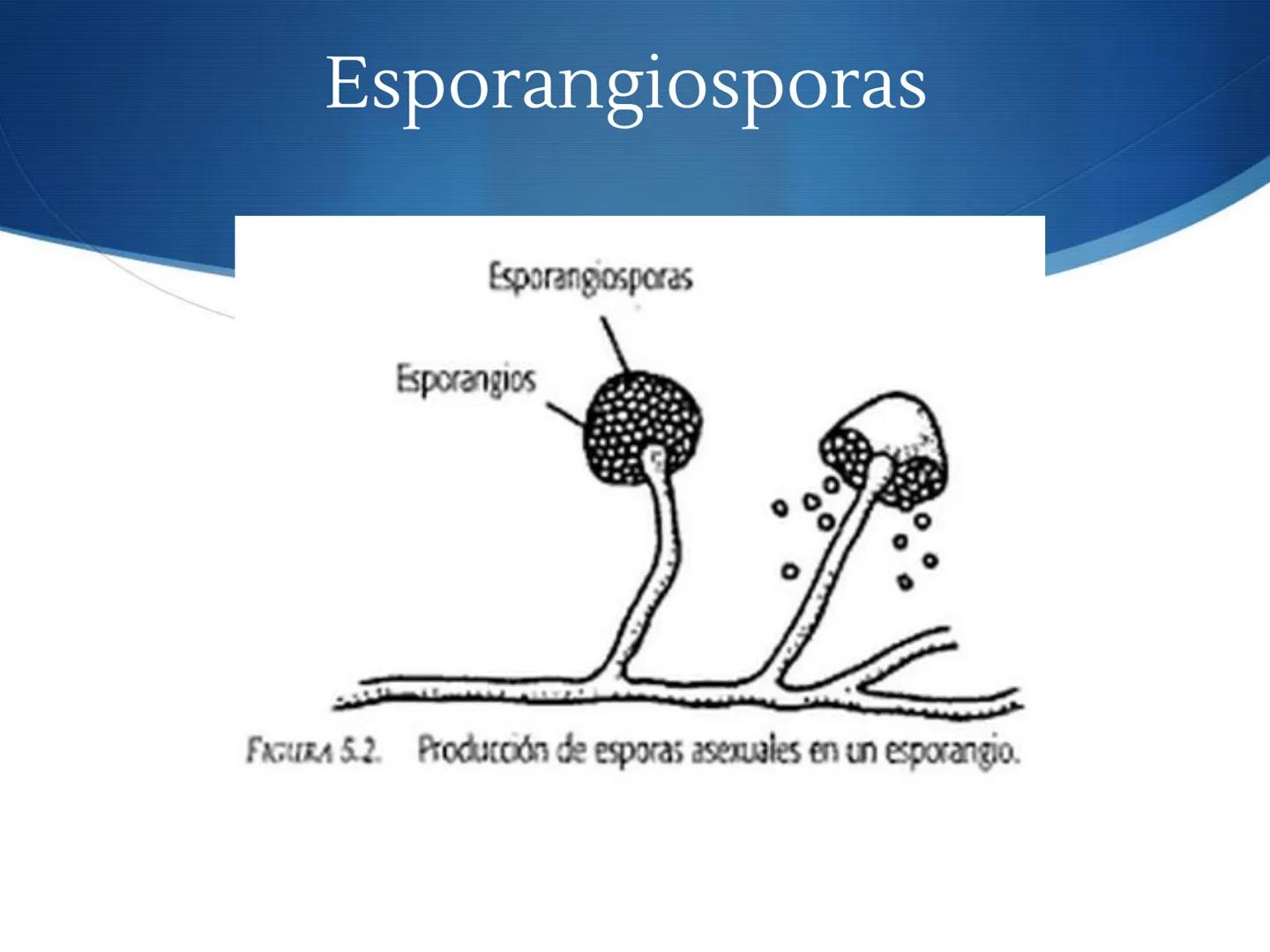 HONGOS
GENERALIDADES DE LOS HONGOS.
MORFOLOGÍA DE LOS HONGOS.
CLASIFICACIÓN DE LOS HONGOS.
NUTRICIÓN Y FISIOLOGÍA DE LOS HONGOS.
REPRODUCCIÓ
