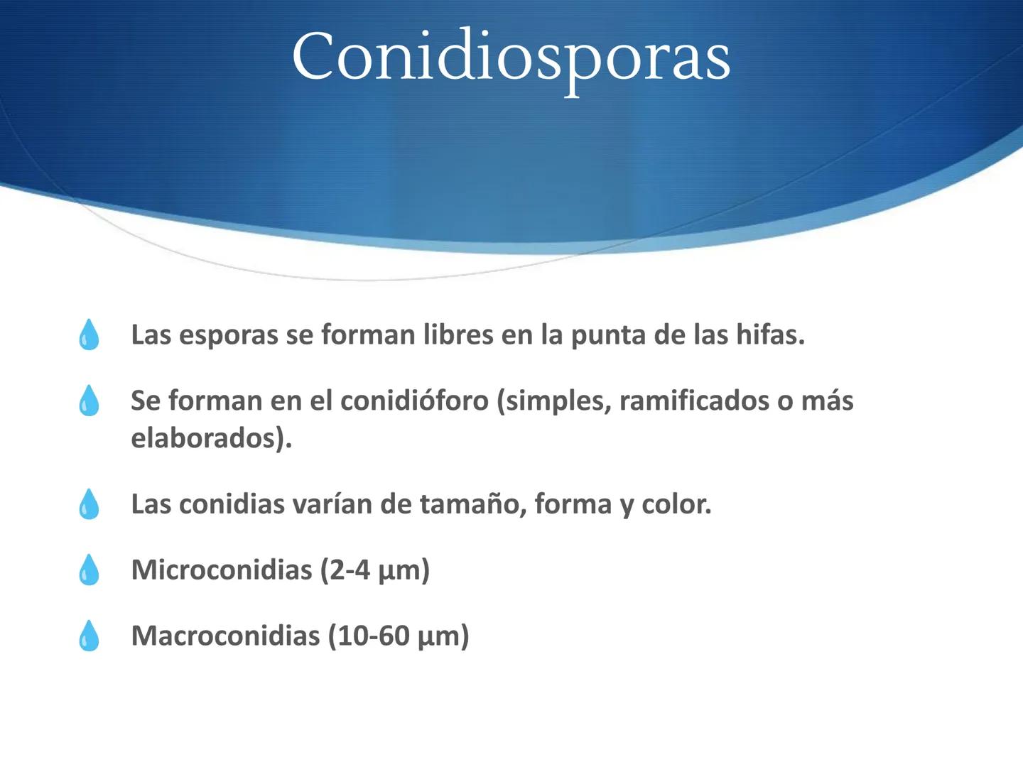 HONGOS
GENERALIDADES DE LOS HONGOS.
MORFOLOGÍA DE LOS HONGOS.
CLASIFICACIÓN DE LOS HONGOS.
NUTRICIÓN Y FISIOLOGÍA DE LOS HONGOS.
REPRODUCCIÓ