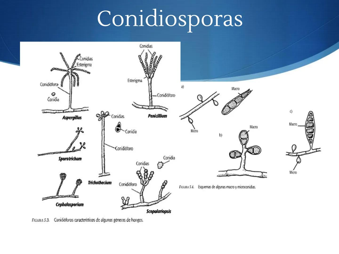 HONGOS
GENERALIDADES DE LOS HONGOS.
MORFOLOGÍA DE LOS HONGOS.
CLASIFICACIÓN DE LOS HONGOS.
NUTRICIÓN Y FISIOLOGÍA DE LOS HONGOS.
REPRODUCCIÓ