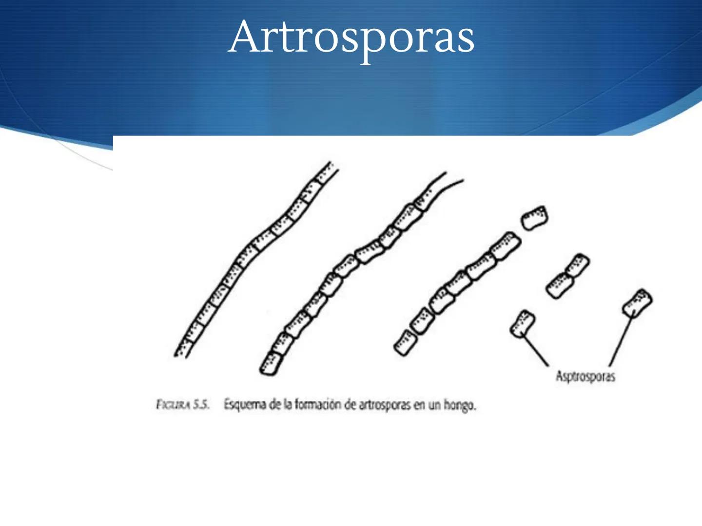 HONGOS
GENERALIDADES DE LOS HONGOS.
MORFOLOGÍA DE LOS HONGOS.
CLASIFICACIÓN DE LOS HONGOS.
NUTRICIÓN Y FISIOLOGÍA DE LOS HONGOS.
REPRODUCCIÓ