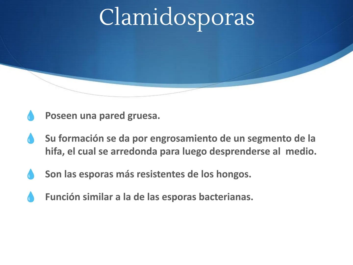 HONGOS
GENERALIDADES DE LOS HONGOS.
MORFOLOGÍA DE LOS HONGOS.
CLASIFICACIÓN DE LOS HONGOS.
NUTRICIÓN Y FISIOLOGÍA DE LOS HONGOS.
REPRODUCCIÓ