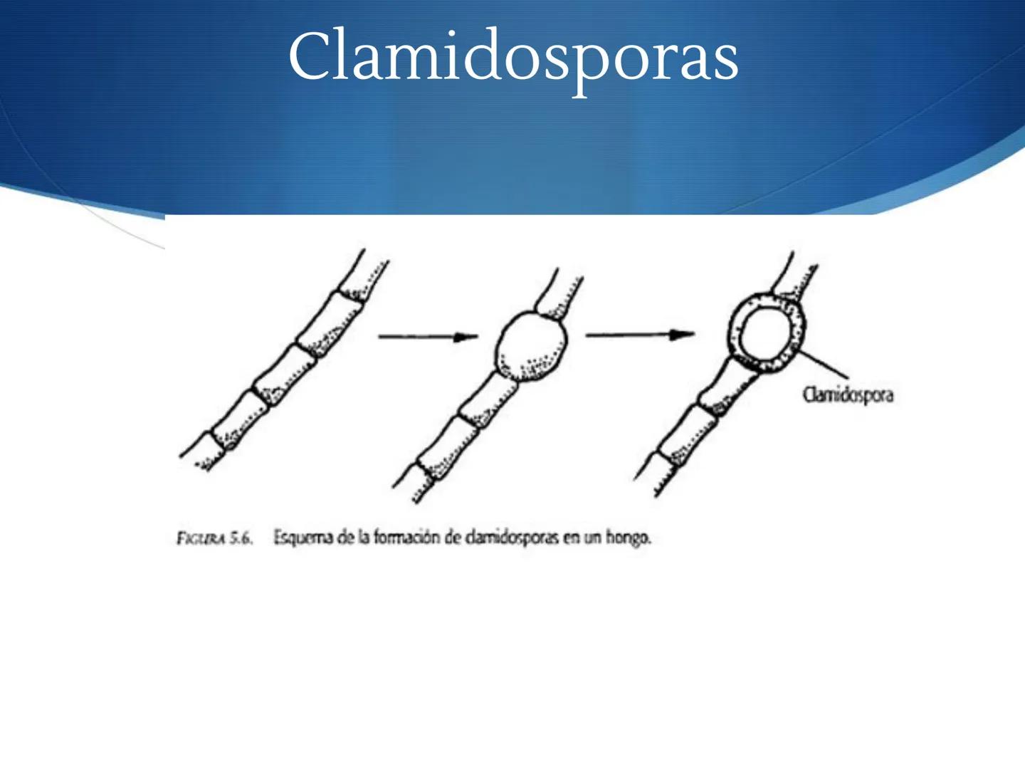 HONGOS
GENERALIDADES DE LOS HONGOS.
MORFOLOGÍA DE LOS HONGOS.
CLASIFICACIÓN DE LOS HONGOS.
NUTRICIÓN Y FISIOLOGÍA DE LOS HONGOS.
REPRODUCCIÓ