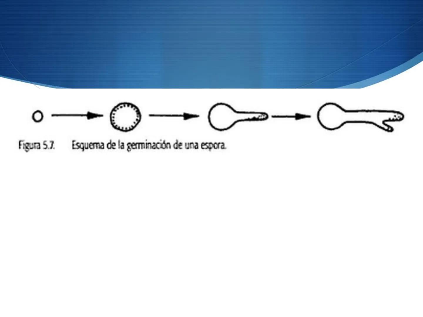 HONGOS
GENERALIDADES DE LOS HONGOS.
MORFOLOGÍA DE LOS HONGOS.
CLASIFICACIÓN DE LOS HONGOS.
NUTRICIÓN Y FISIOLOGÍA DE LOS HONGOS.
REPRODUCCIÓ