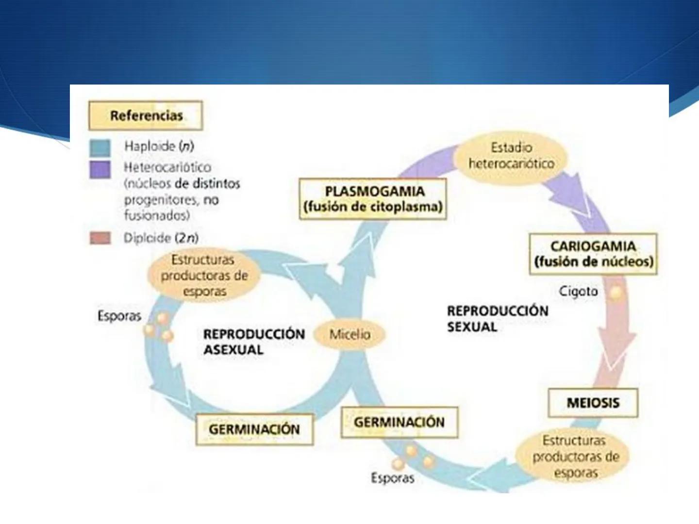 HONGOS
GENERALIDADES DE LOS HONGOS.
MORFOLOGÍA DE LOS HONGOS.
CLASIFICACIÓN DE LOS HONGOS.
NUTRICIÓN Y FISIOLOGÍA DE LOS HONGOS.
REPRODUCCIÓ