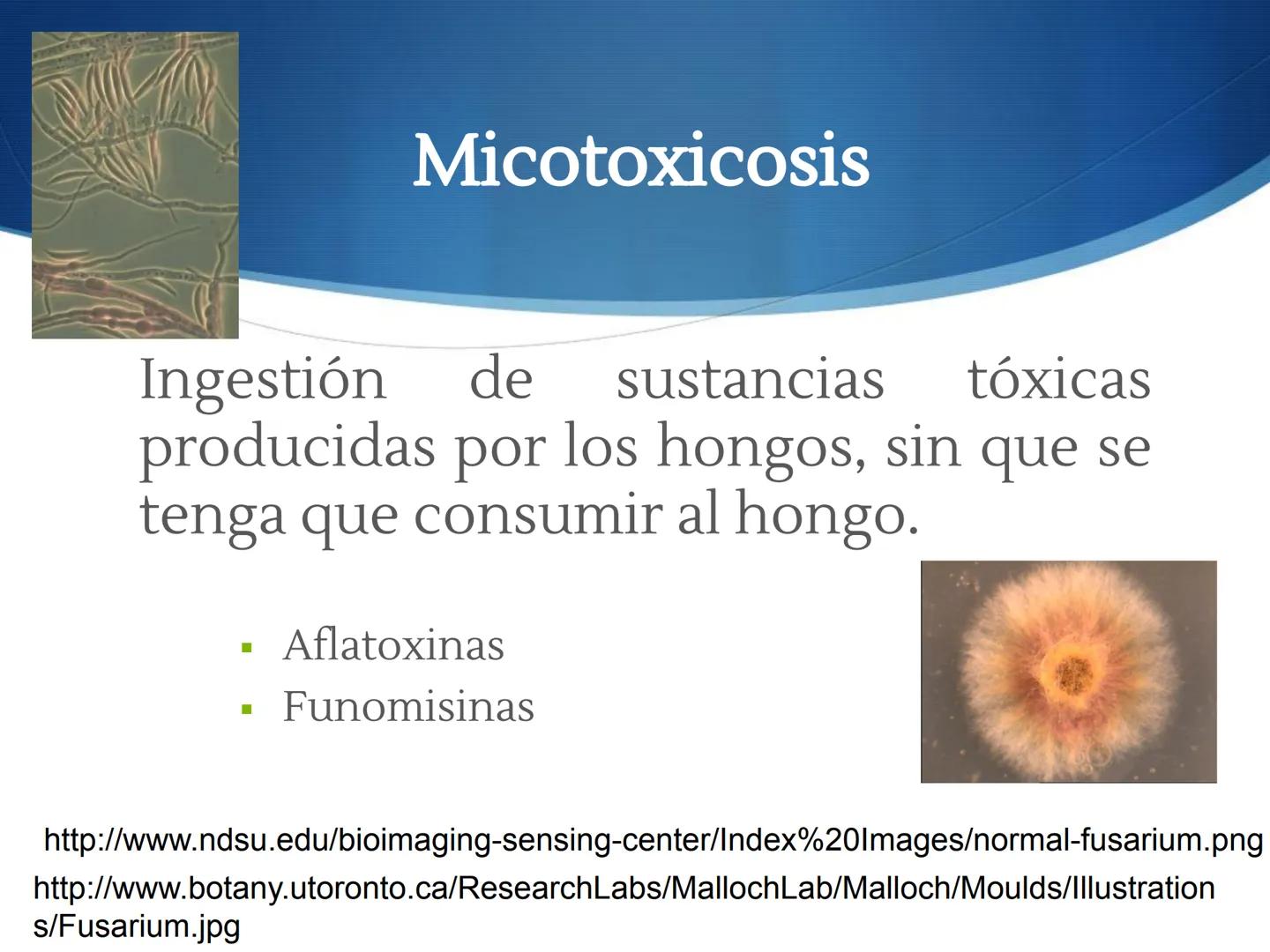 HONGOS
GENERALIDADES DE LOS HONGOS.
MORFOLOGÍA DE LOS HONGOS.
CLASIFICACIÓN DE LOS HONGOS.
NUTRICIÓN Y FISIOLOGÍA DE LOS HONGOS.
REPRODUCCIÓ