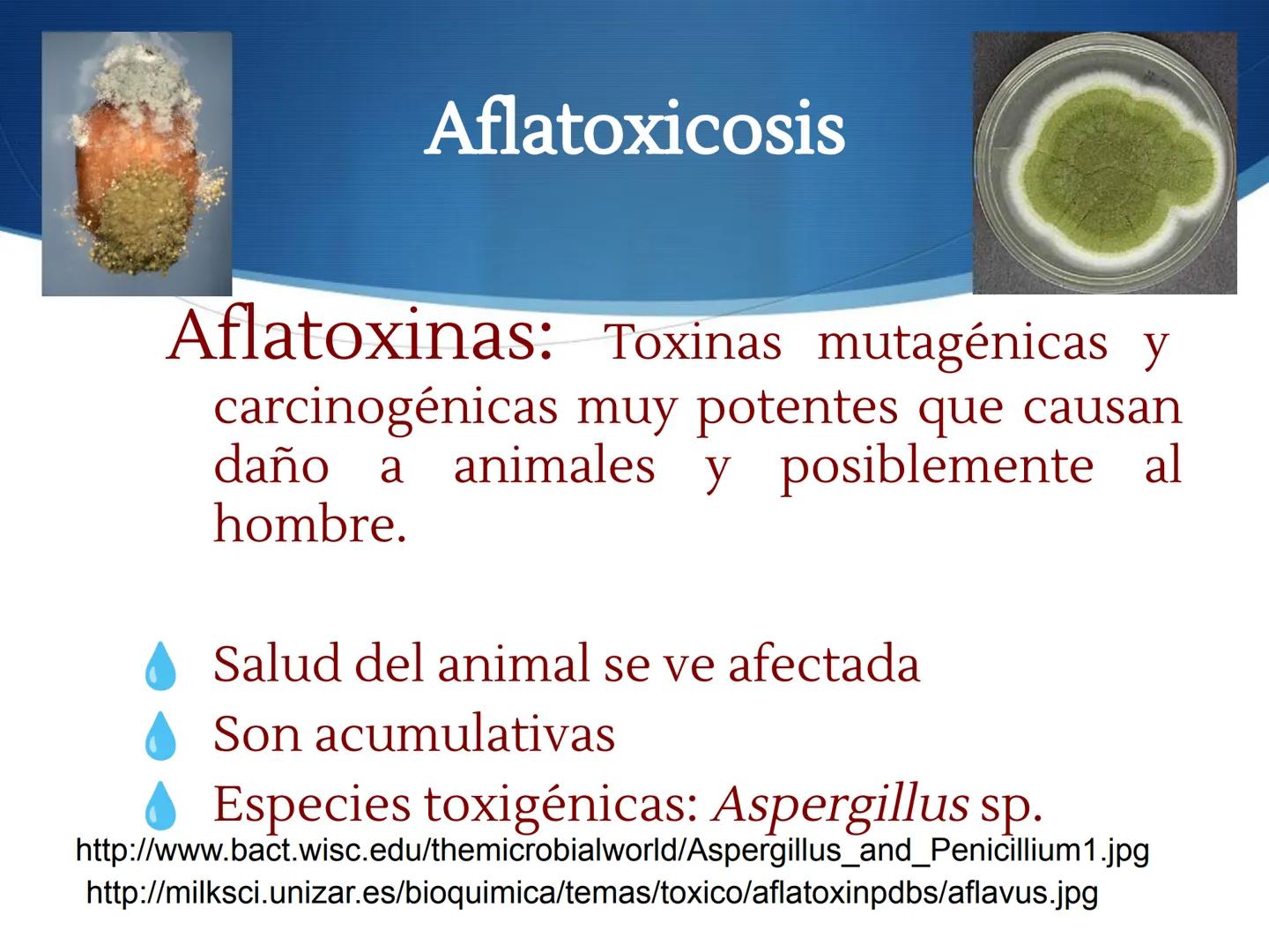 HONGOS
GENERALIDADES DE LOS HONGOS.
MORFOLOGÍA DE LOS HONGOS.
CLASIFICACIÓN DE LOS HONGOS.
NUTRICIÓN Y FISIOLOGÍA DE LOS HONGOS.
REPRODUCCIÓ