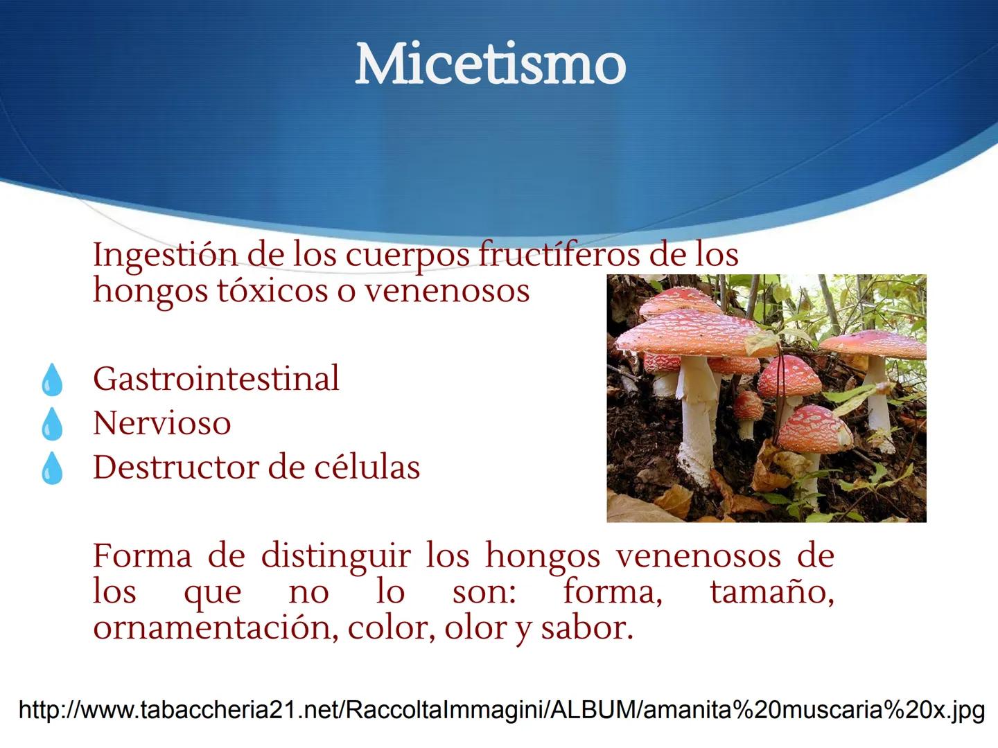 HONGOS
GENERALIDADES DE LOS HONGOS.
MORFOLOGÍA DE LOS HONGOS.
CLASIFICACIÓN DE LOS HONGOS.
NUTRICIÓN Y FISIOLOGÍA DE LOS HONGOS.
REPRODUCCIÓ
