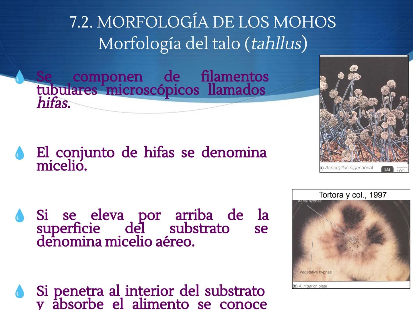 HONGOS
GENERALIDADES DE LOS HONGOS.
MORFOLOGÍA DE LOS HONGOS.
CLASIFICACIÓN DE LOS HONGOS.
NUTRICIÓN Y FISIOLOGÍA DE LOS HONGOS.
REPRODUCCIÓ