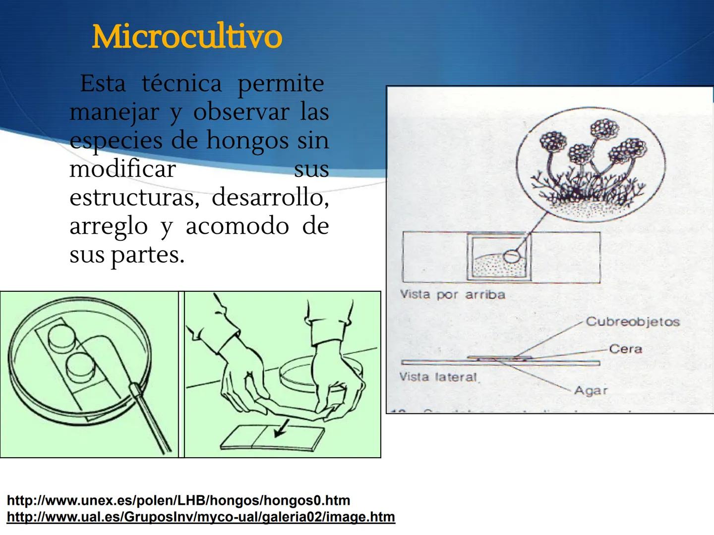 HONGOS
GENERALIDADES DE LOS HONGOS.
MORFOLOGÍA DE LOS HONGOS.
CLASIFICACIÓN DE LOS HONGOS.
NUTRICIÓN Y FISIOLOGÍA DE LOS HONGOS.
REPRODUCCIÓ