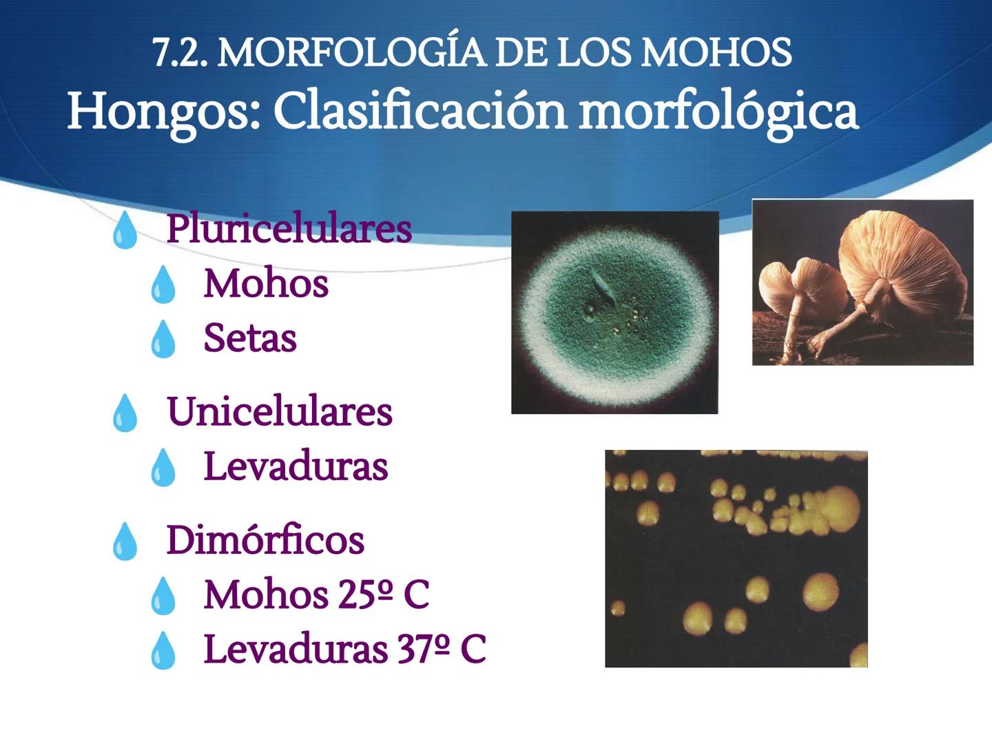 HONGOS
GENERALIDADES DE LOS HONGOS.
MORFOLOGÍA DE LOS HONGOS.
CLASIFICACIÓN DE LOS HONGOS.
NUTRICIÓN Y FISIOLOGÍA DE LOS HONGOS.
REPRODUCCIÓ