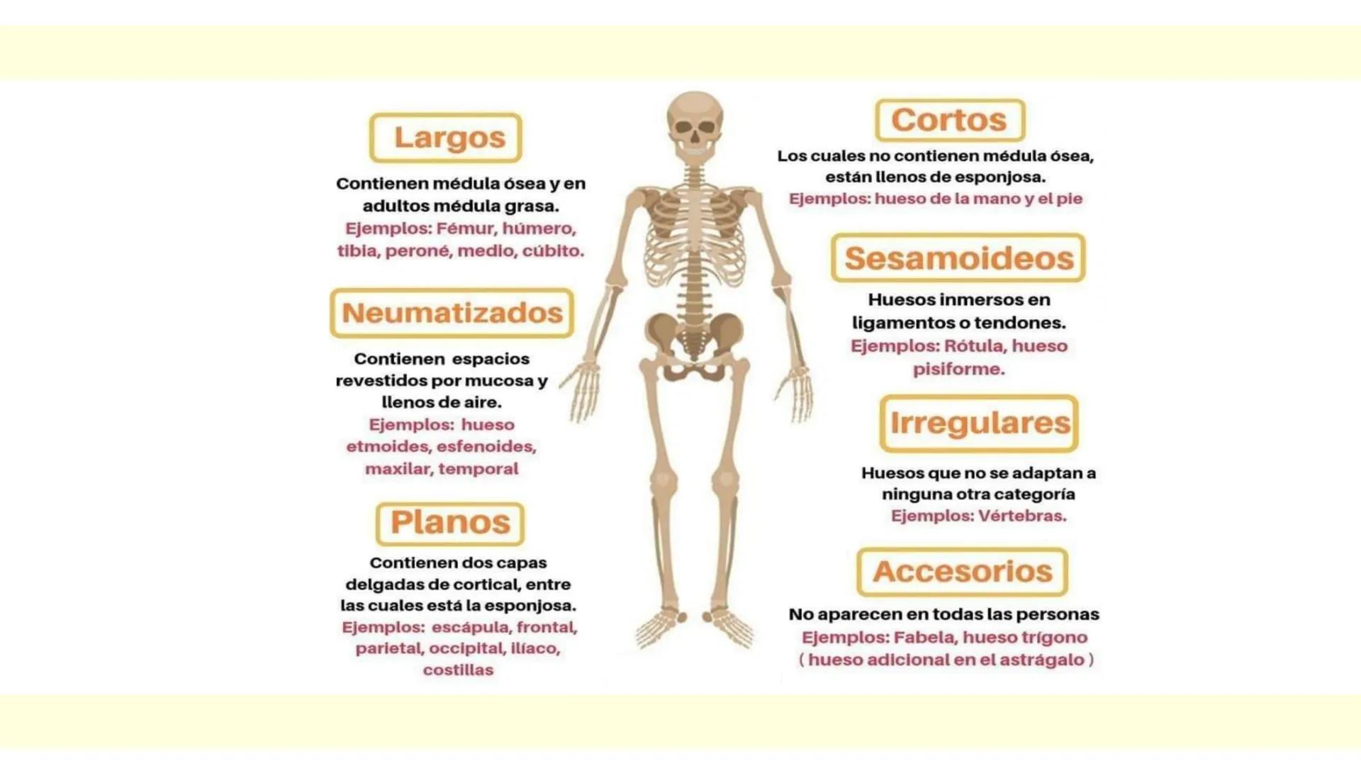 # SISTEMA ÓSEO Es una compleja estructura compuesta por los huesos del
esqueleto humano, los cartílagos, los ligamentos y
los tendones.
Cad