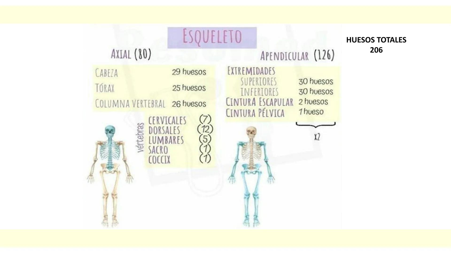 # SISTEMA ÓSEO Es una compleja estructura compuesta por los huesos del
esqueleto humano, los cartílagos, los ligamentos y
los tendones.
Cad