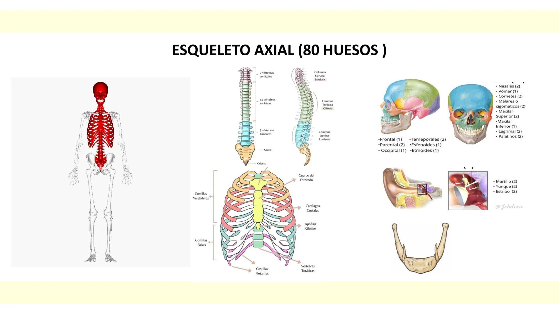 # SISTEMA ÓSEO Es una compleja estructura compuesta por los huesos del
esqueleto humano, los cartílagos, los ligamentos y
los tendones.
Cad