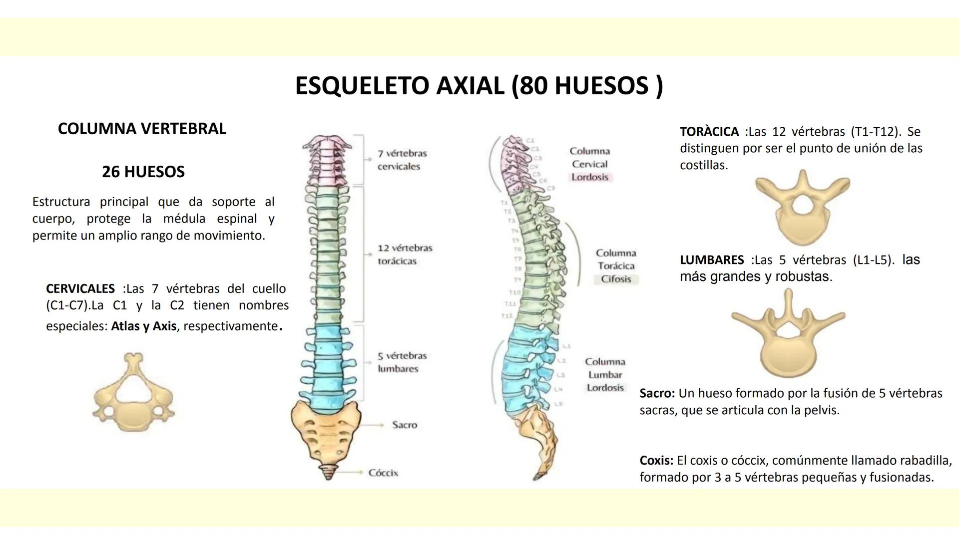 # SISTEMA ÓSEO Es una compleja estructura compuesta por los huesos del
esqueleto humano, los cartílagos, los ligamentos y
los tendones.
Cad