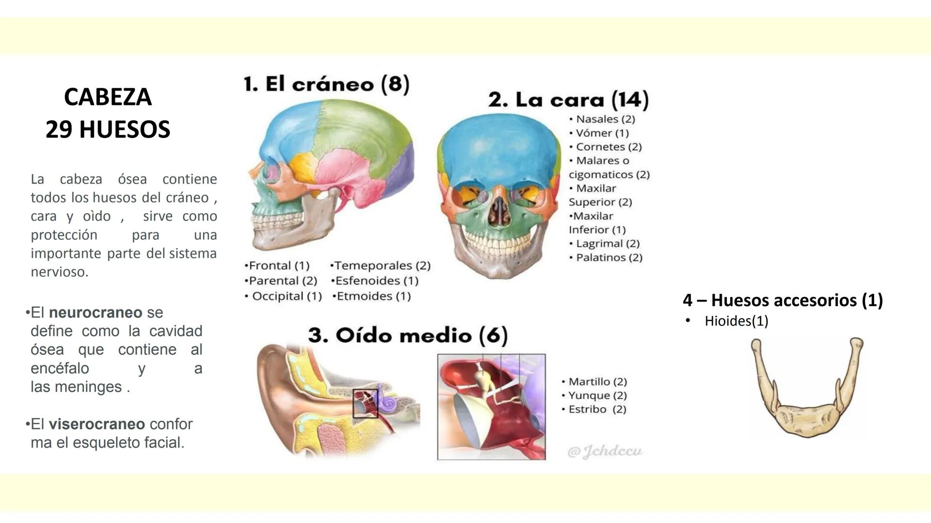 # SISTEMA ÓSEO Es una compleja estructura compuesta por los huesos del
esqueleto humano, los cartílagos, los ligamentos y
los tendones.
Cad