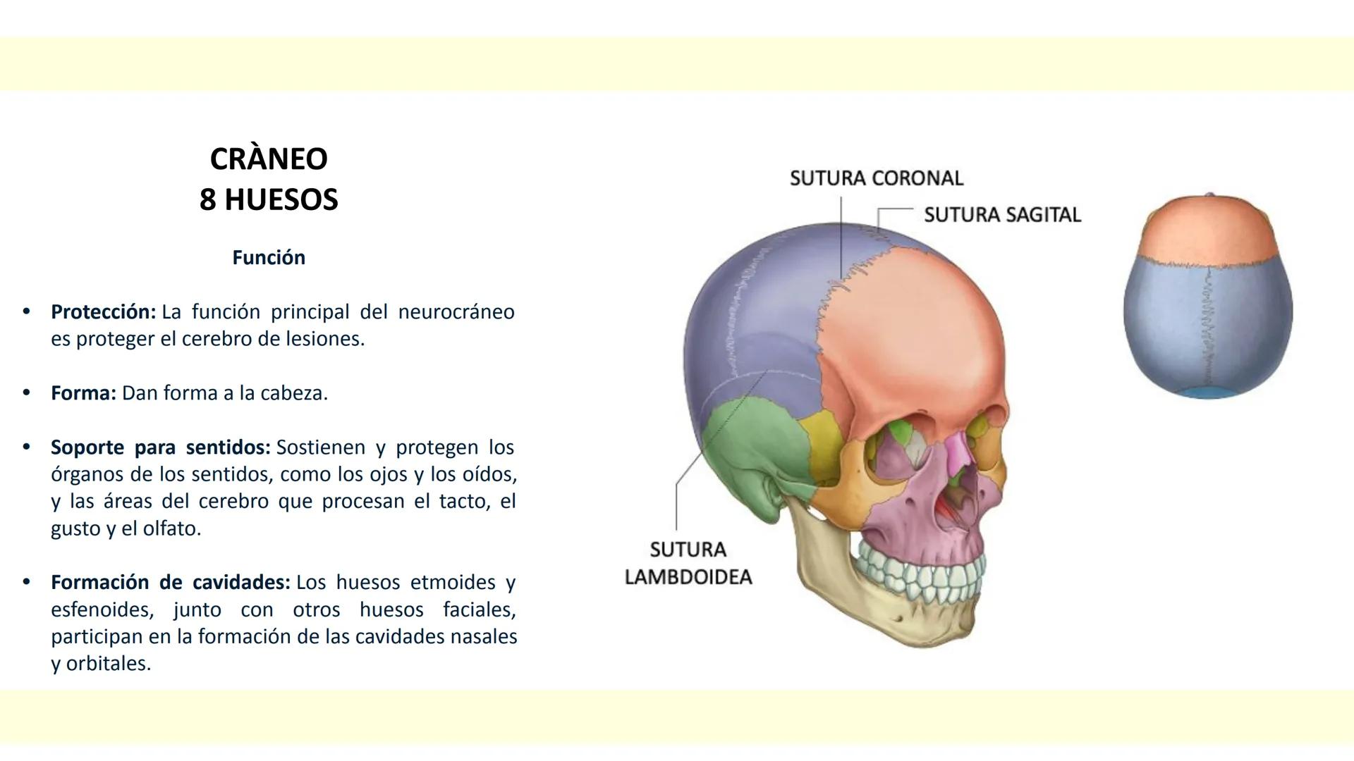 # SISTEMA ÓSEO Es una compleja estructura compuesta por los huesos del
esqueleto humano, los cartílagos, los ligamentos y
los tendones.
Cad