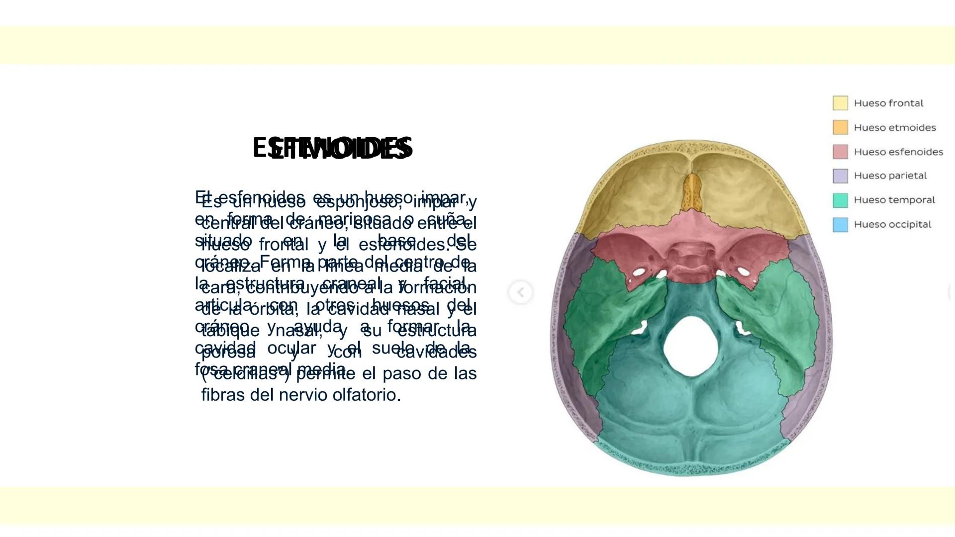 # SISTEMA ÓSEO Es una compleja estructura compuesta por los huesos del
esqueleto humano, los cartílagos, los ligamentos y
los tendones.
Cad