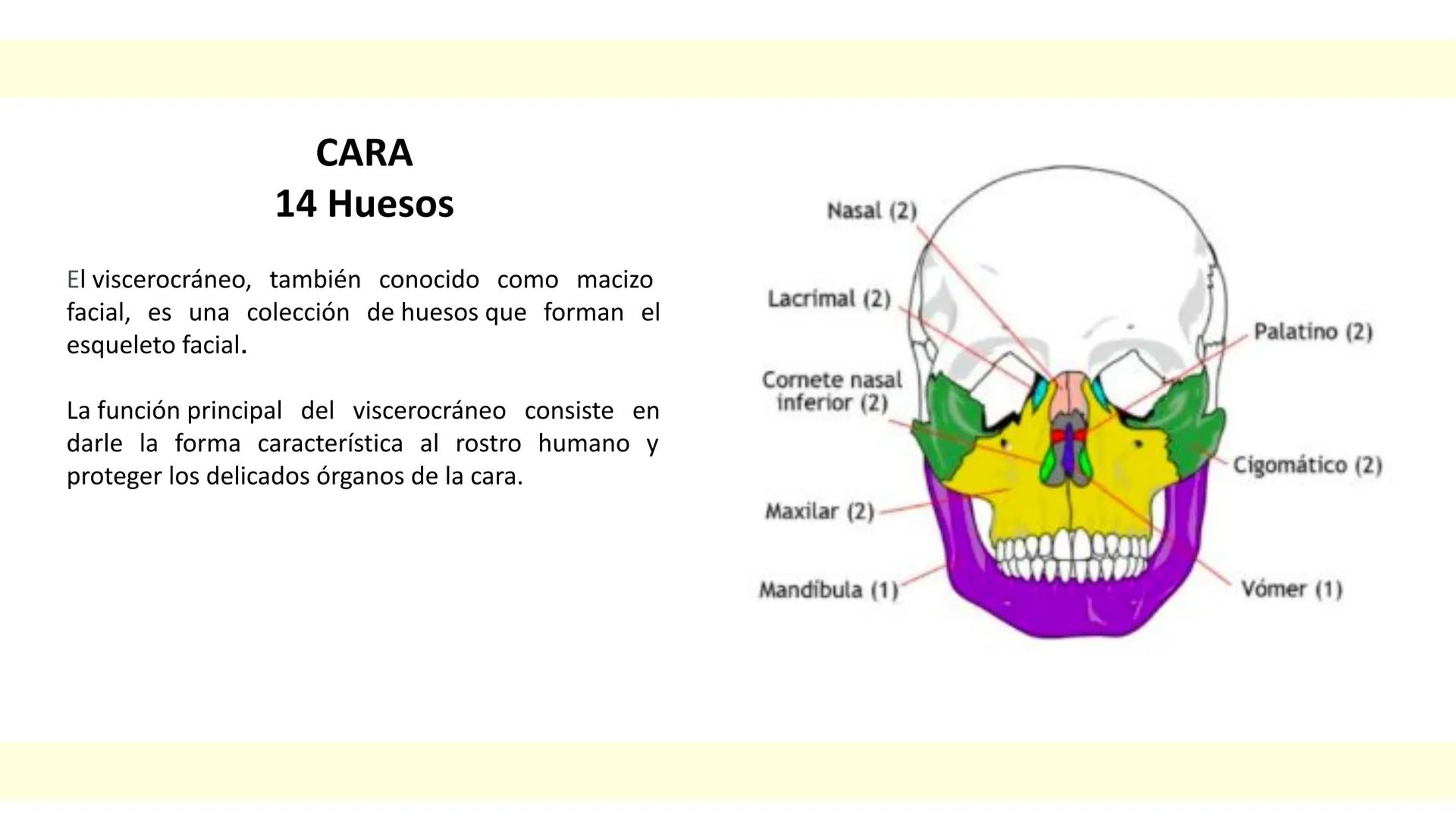 # SISTEMA ÓSEO Es una compleja estructura compuesta por los huesos del
esqueleto humano, los cartílagos, los ligamentos y
los tendones.
Cad