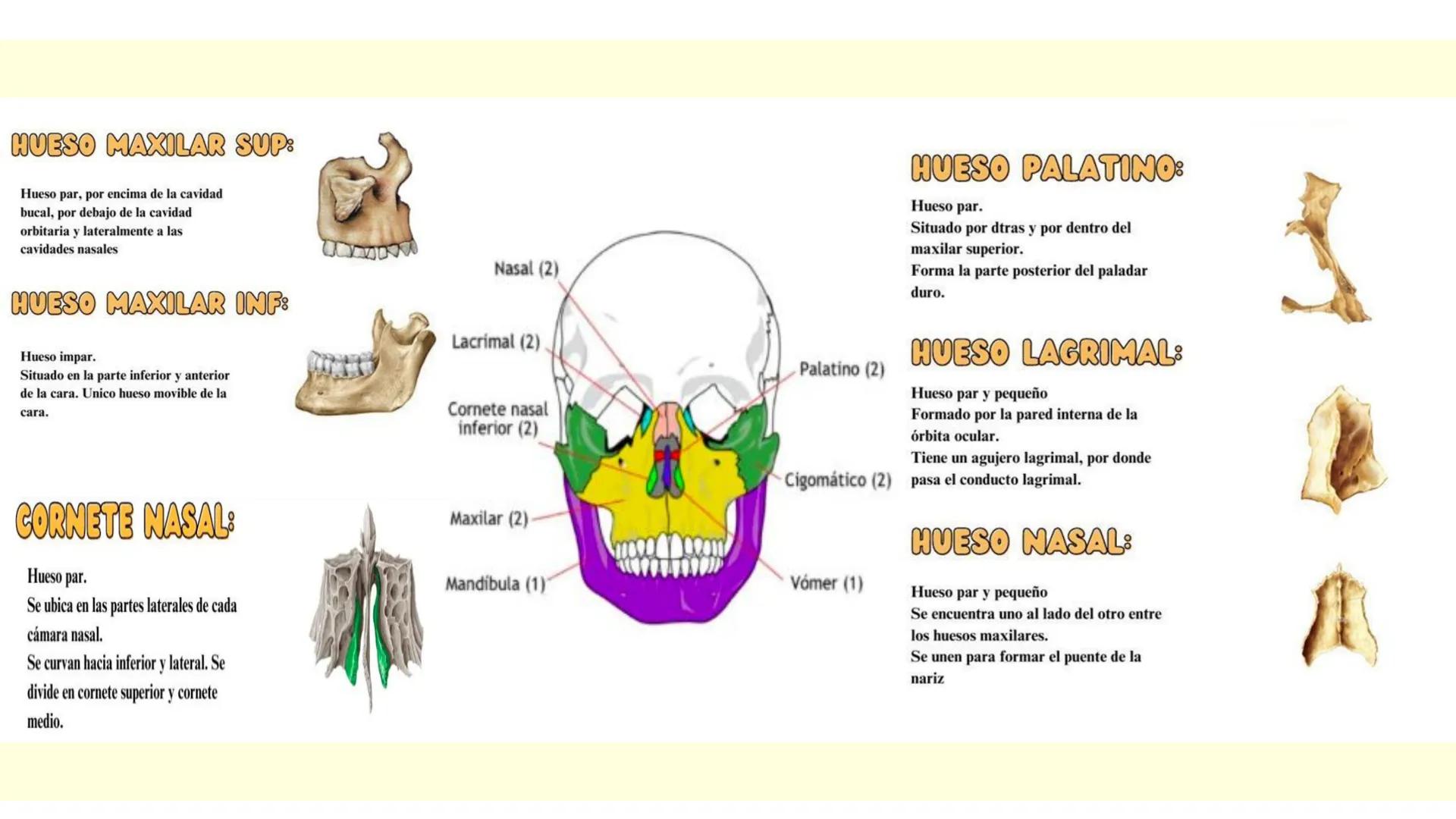 # SISTEMA ÓSEO Es una compleja estructura compuesta por los huesos del
esqueleto humano, los cartílagos, los ligamentos y
los tendones.
Cad