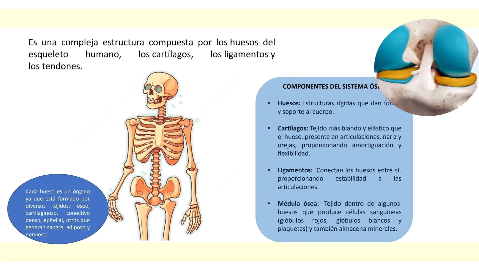 # SISTEMA ÓSEO Es una compleja estructura compuesta por los huesos del
esqueleto humano, los cartílagos, los ligamentos y
los tendones.
Cad