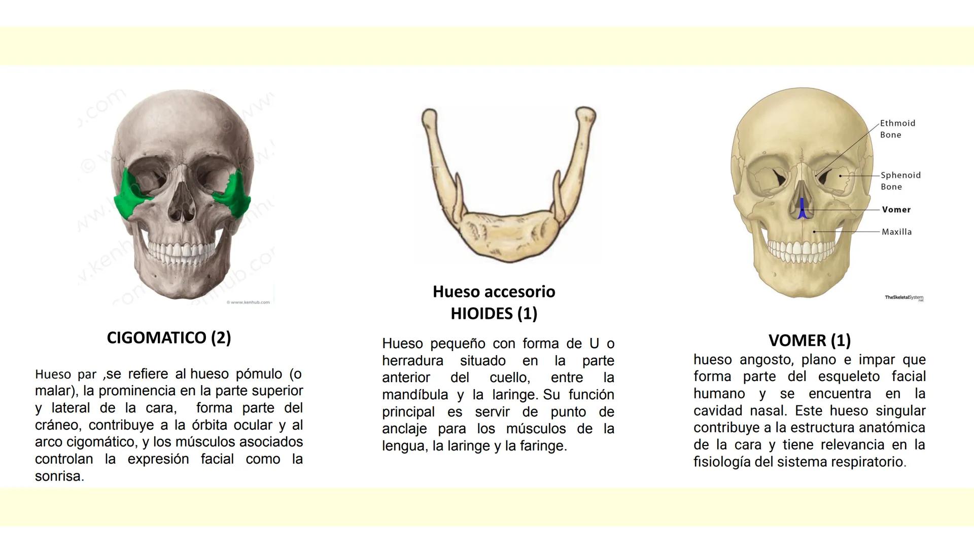 # SISTEMA ÓSEO Es una compleja estructura compuesta por los huesos del
esqueleto humano, los cartílagos, los ligamentos y
los tendones.
Cad