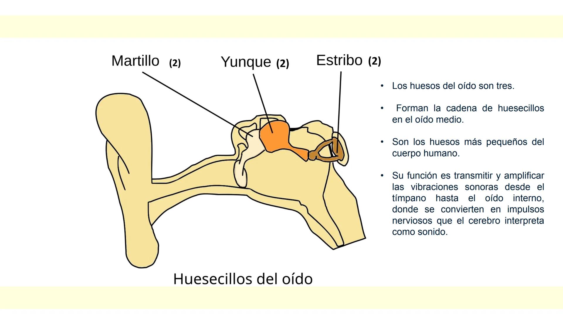 # SISTEMA ÓSEO Es una compleja estructura compuesta por los huesos del
esqueleto humano, los cartílagos, los ligamentos y
los tendones.
Cad