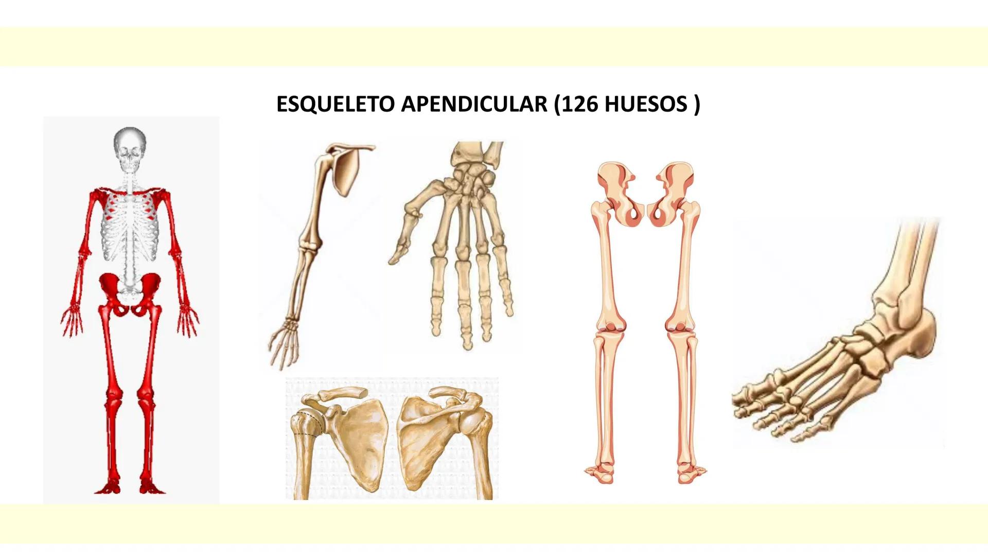 # SISTEMA ÓSEO Es una compleja estructura compuesta por los huesos del
esqueleto humano, los cartílagos, los ligamentos y
los tendones.
Cad