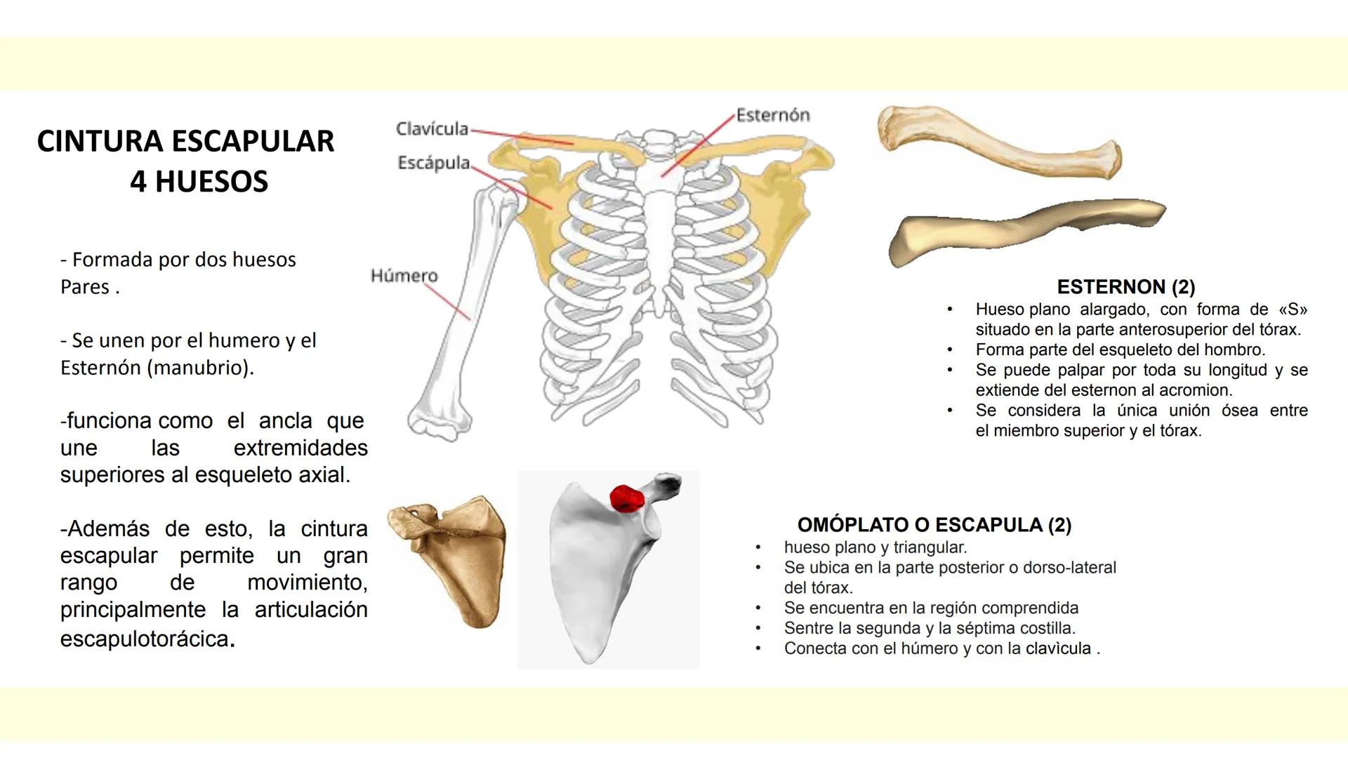 # SISTEMA ÓSEO Es una compleja estructura compuesta por los huesos del
esqueleto humano, los cartílagos, los ligamentos y
los tendones.
Cad