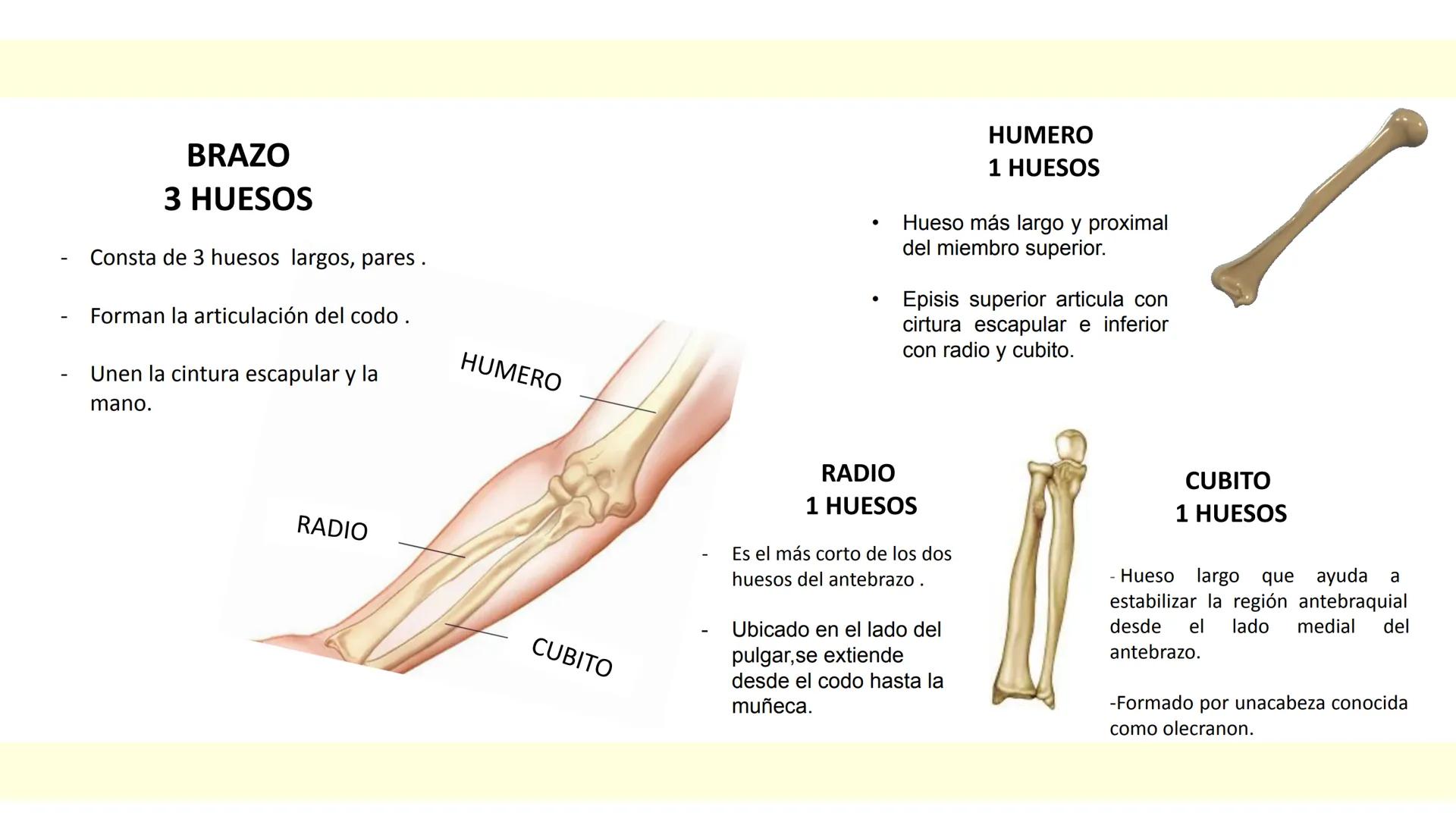 # SISTEMA ÓSEO Es una compleja estructura compuesta por los huesos del
esqueleto humano, los cartílagos, los ligamentos y
los tendones.
Cad
