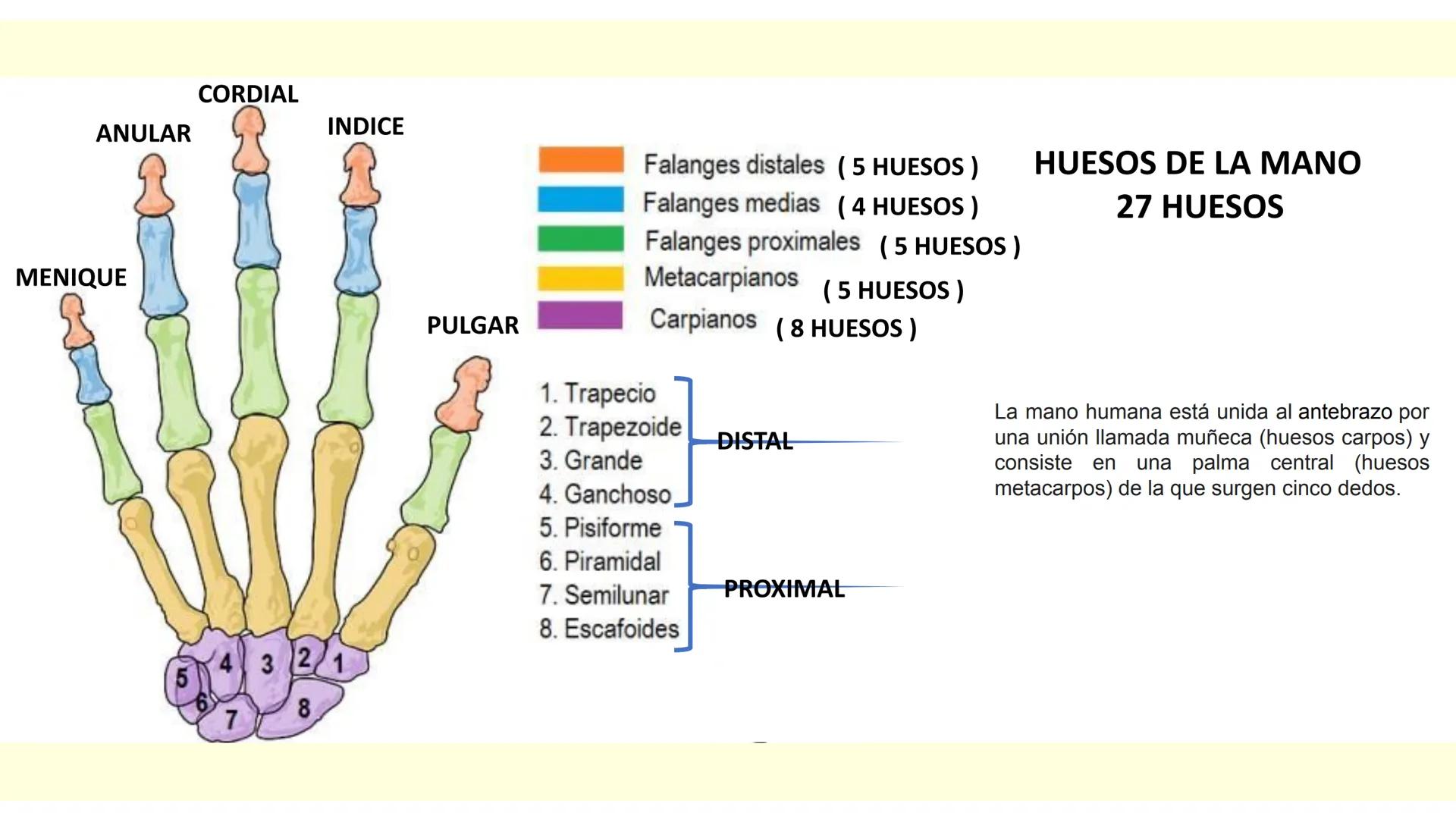 # SISTEMA ÓSEO Es una compleja estructura compuesta por los huesos del
esqueleto humano, los cartílagos, los ligamentos y
los tendones.
Cad